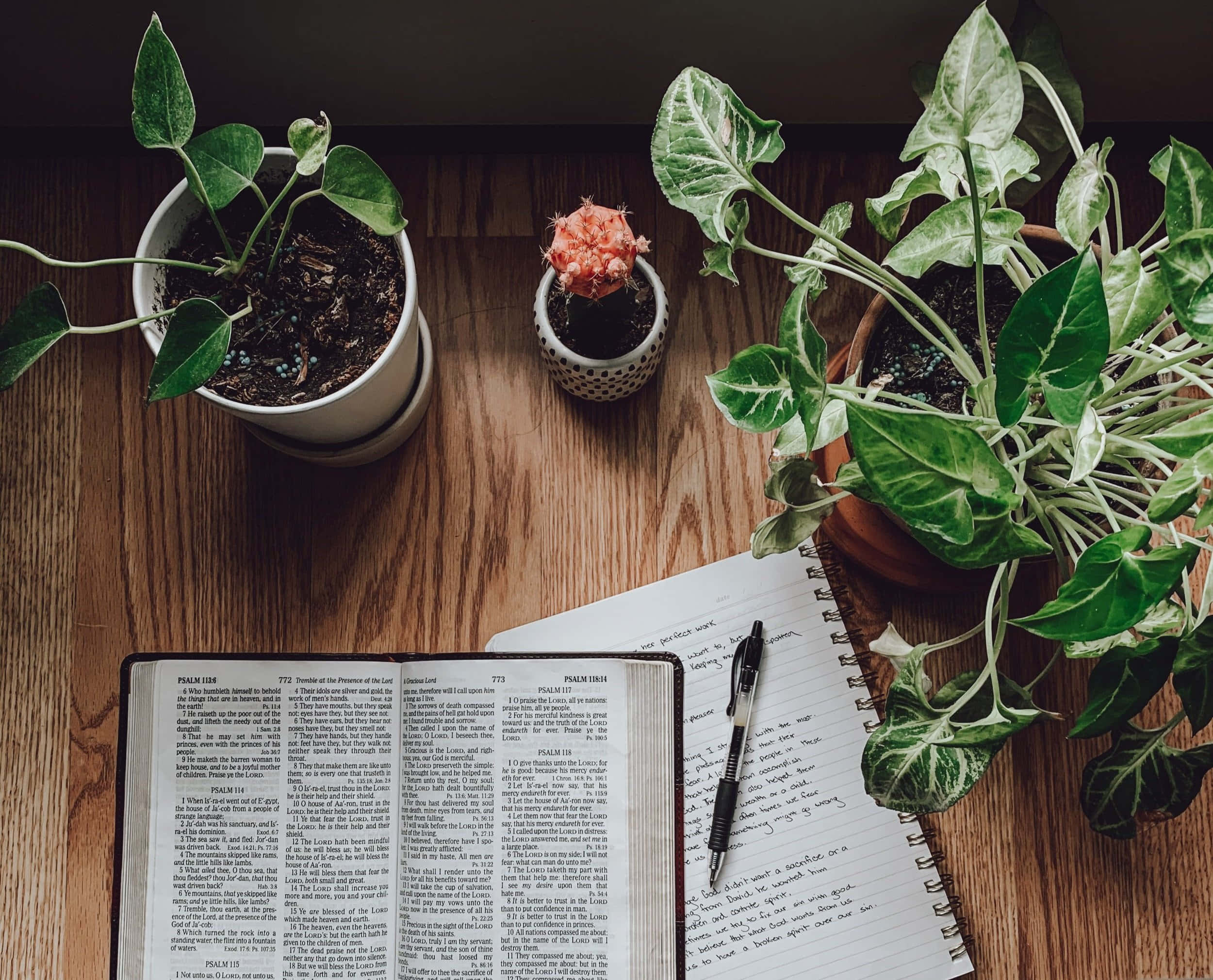 Scripture 桌布 壁紙 — 打開的聖經和筆記本放在木桌上，旁邊是盆栽植物，在柔和自然光線中。