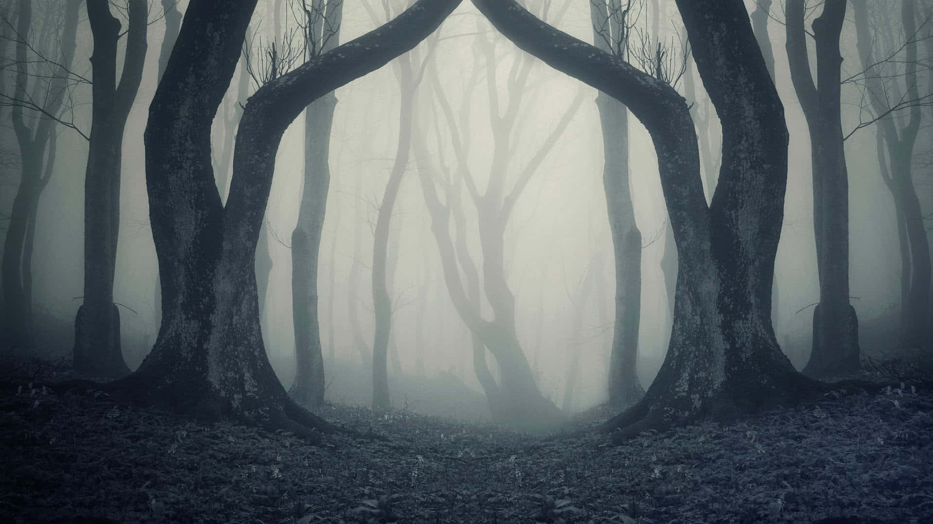 Spooky Zoom 桌布 壁紙 — 扭曲的樹幹形成一道幽靈般的拱門，穿過佈滿落葉、霧氣瀰漫且陰森的林地地面。