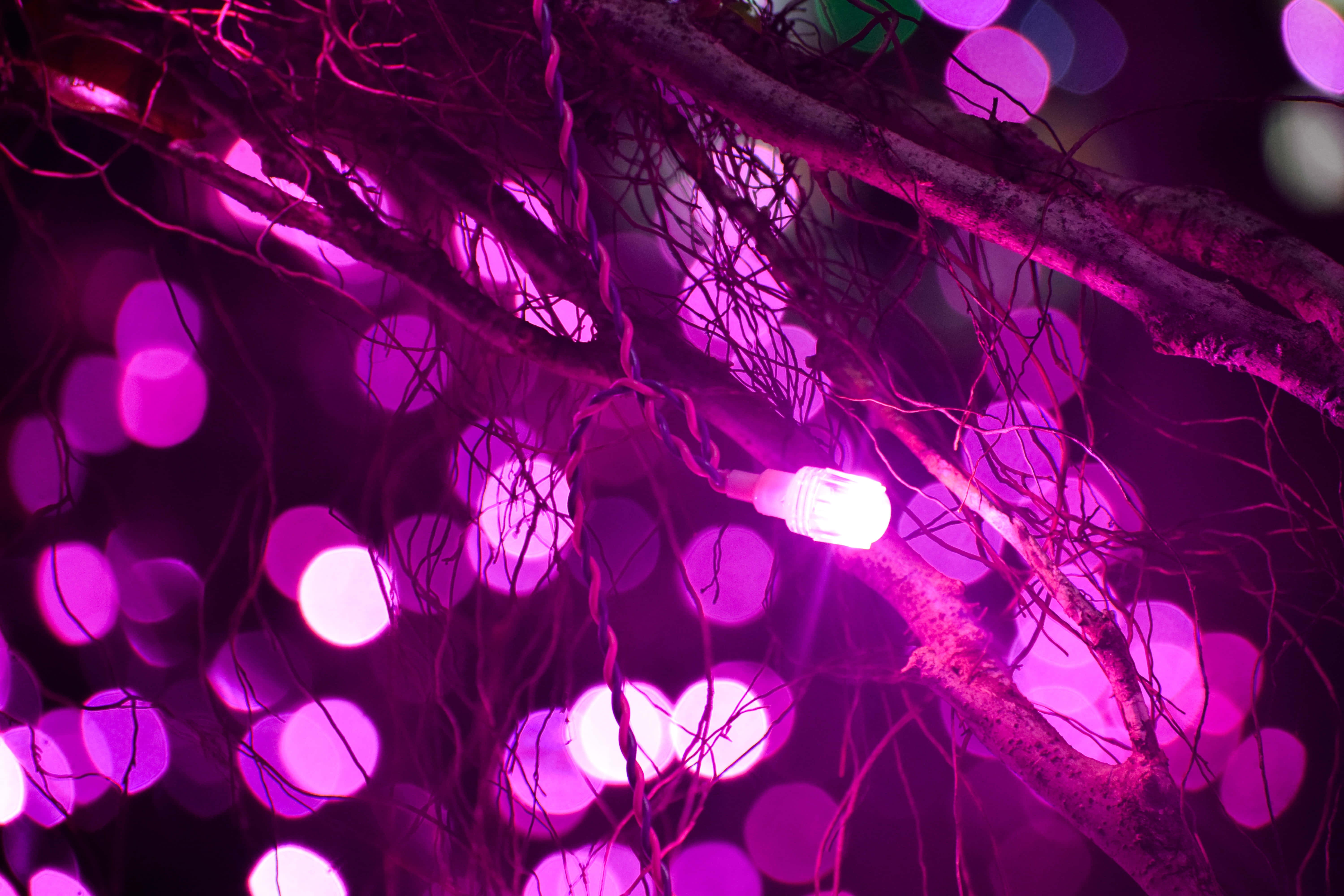 Purple Neon 桌布 壁紙 — 扭曲的樹枝在夢幻般的散景背景下閃爍著充滿活力的紫色仙女燈。