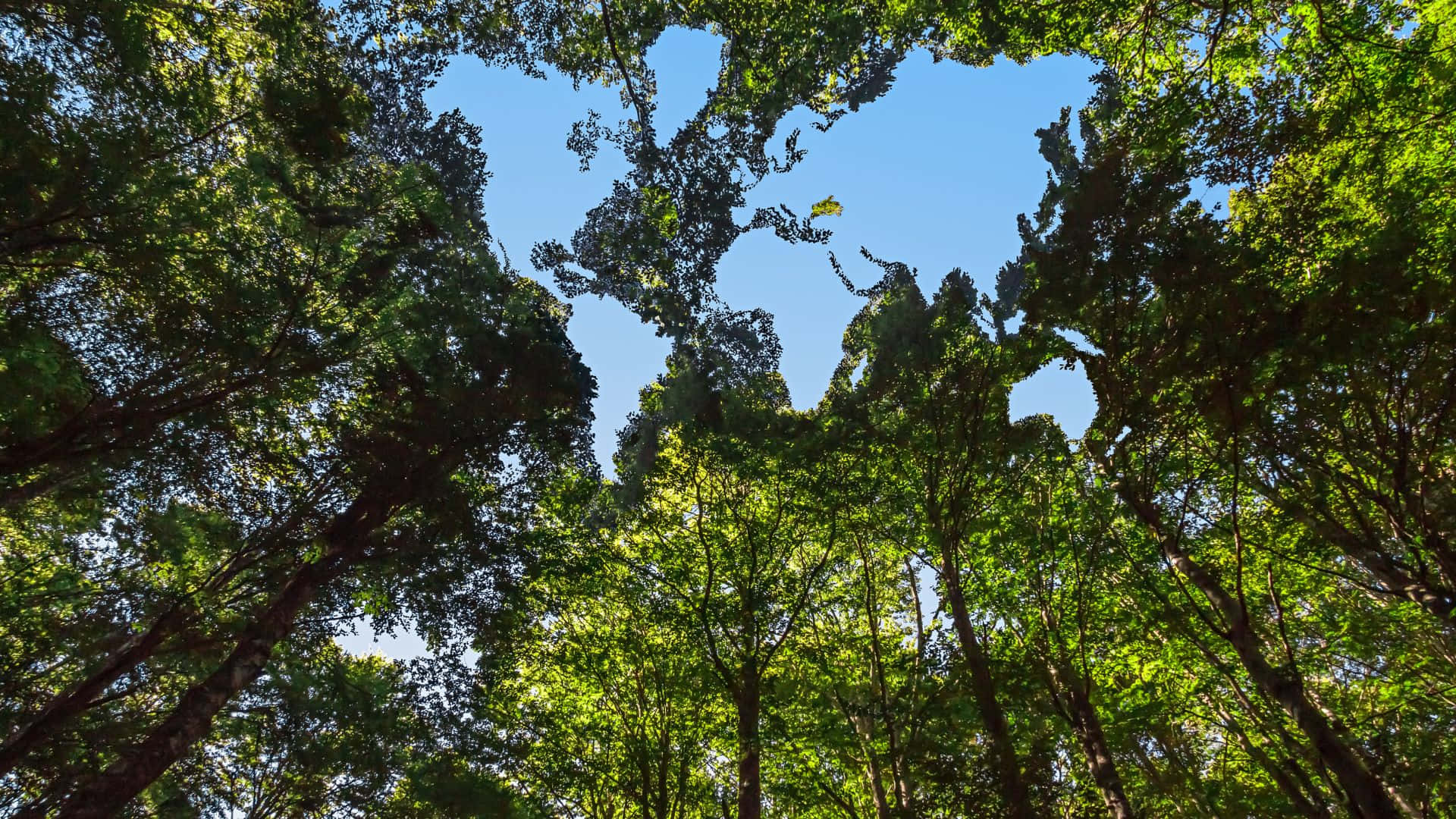 Forest Conservation 桌布 壁紙 — 抬頭仰望，穿過茂密翠綠樹冠，露出上方清澈的藍天。