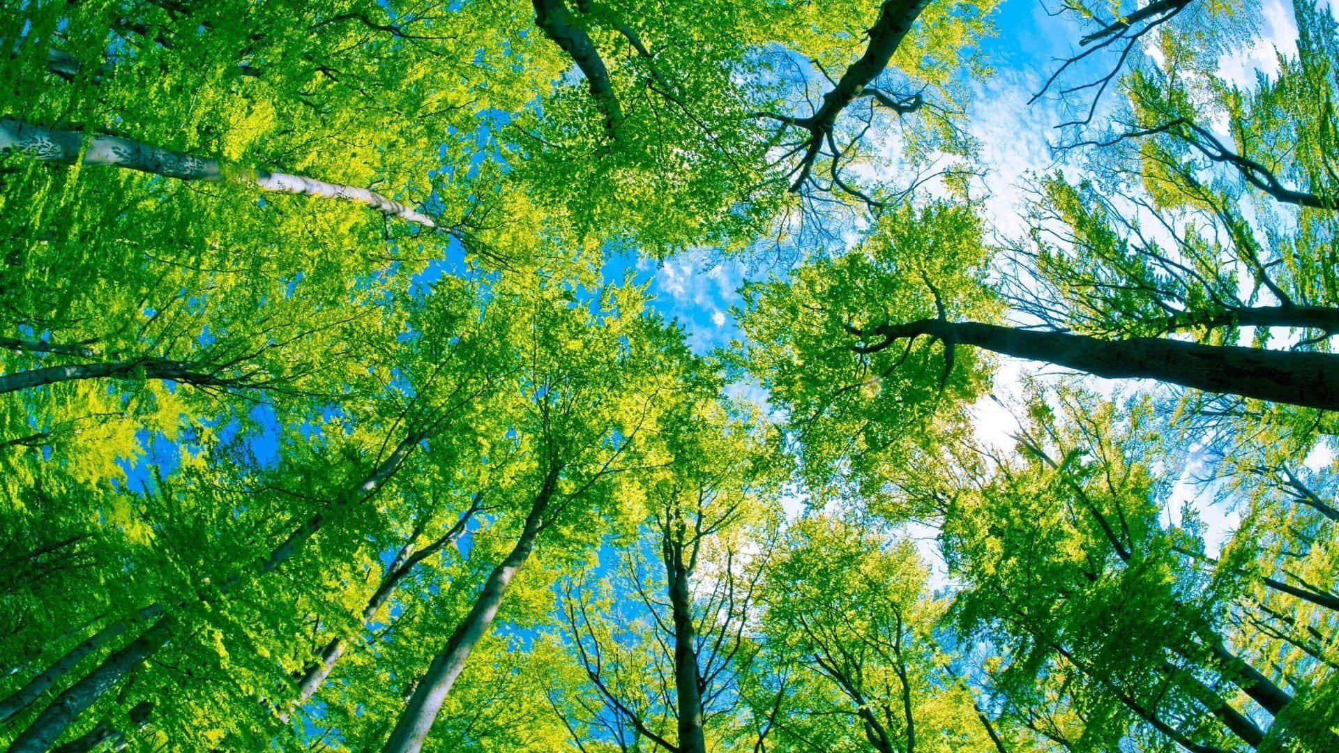 trees 桌布 壁紙 — 抬頭仰望，穿過茂密翠綠的樹冠，望向帶有縷縷白雲的明亮藍天。