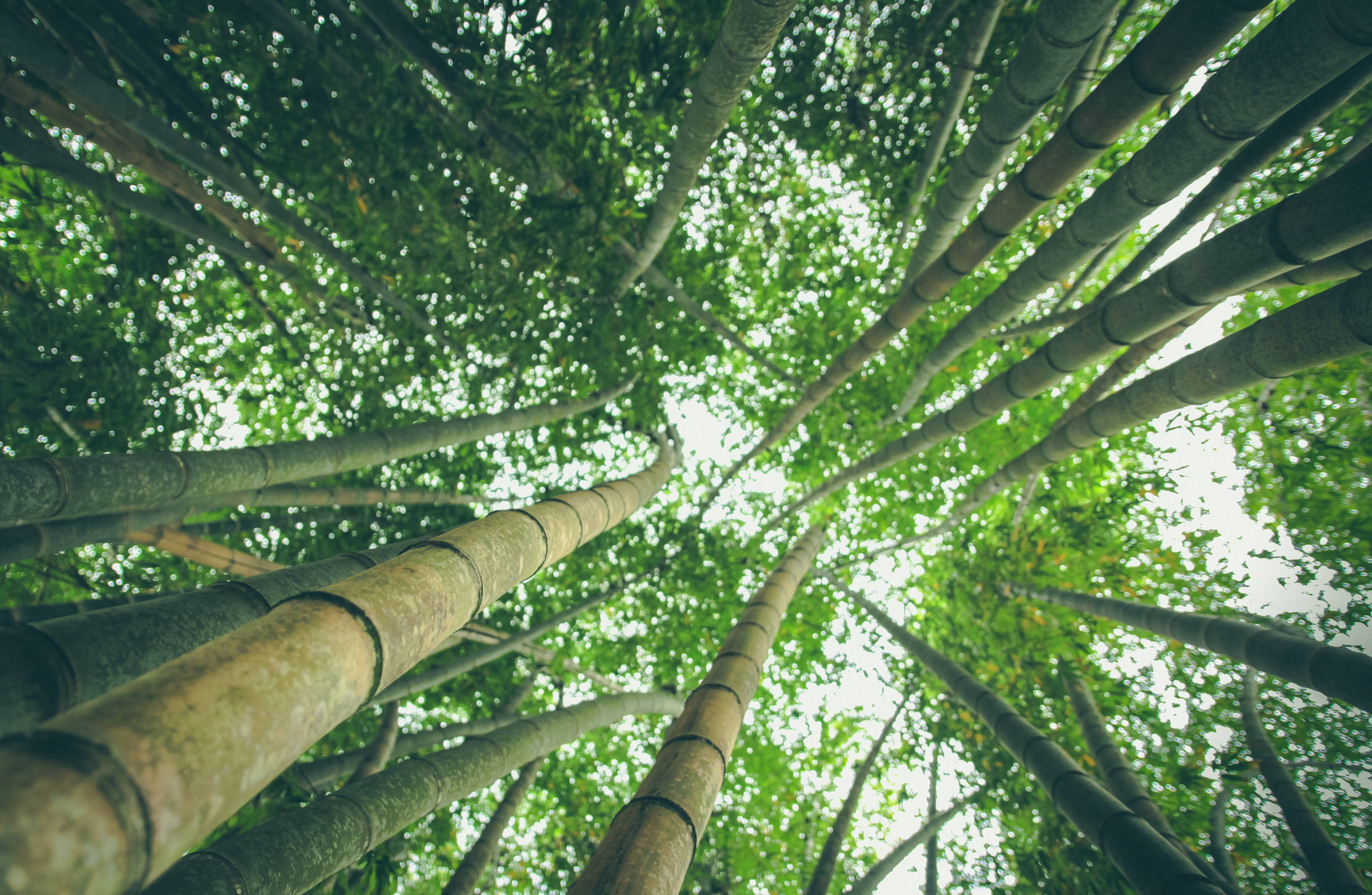 Bamboo 桌布 壁紙 — 抬頭仰望高聳的竹竿，穿過茂密的綠葉，望向被過濾的明亮天空。
