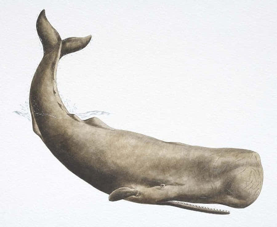 Sperm Whale 桌布 壁紙 — 抹香鯨優雅地彎曲穿過水中的詳細插圖，帶有可見的水花和紋理皮膚。