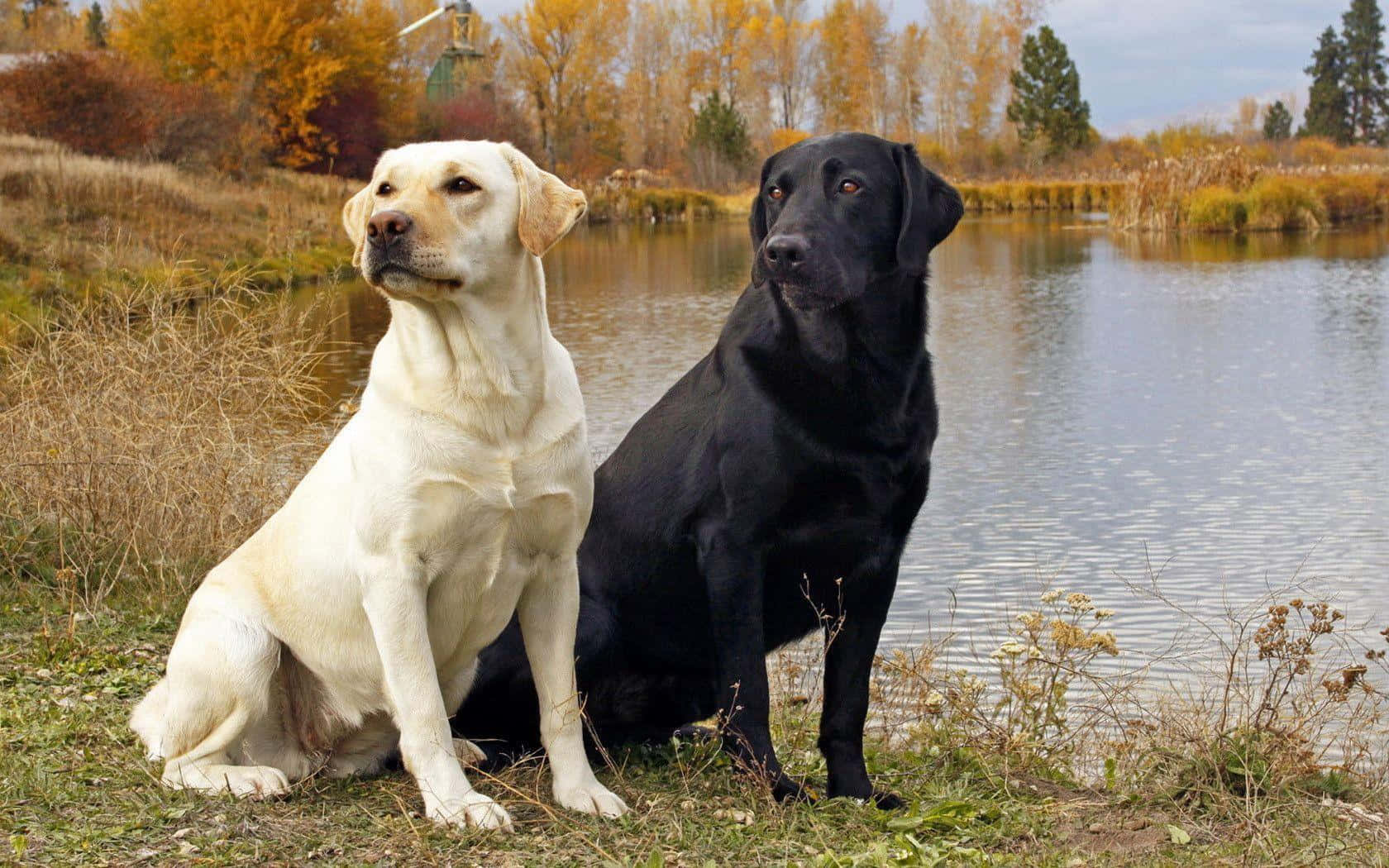 拉布拉多犬背景 壁紙