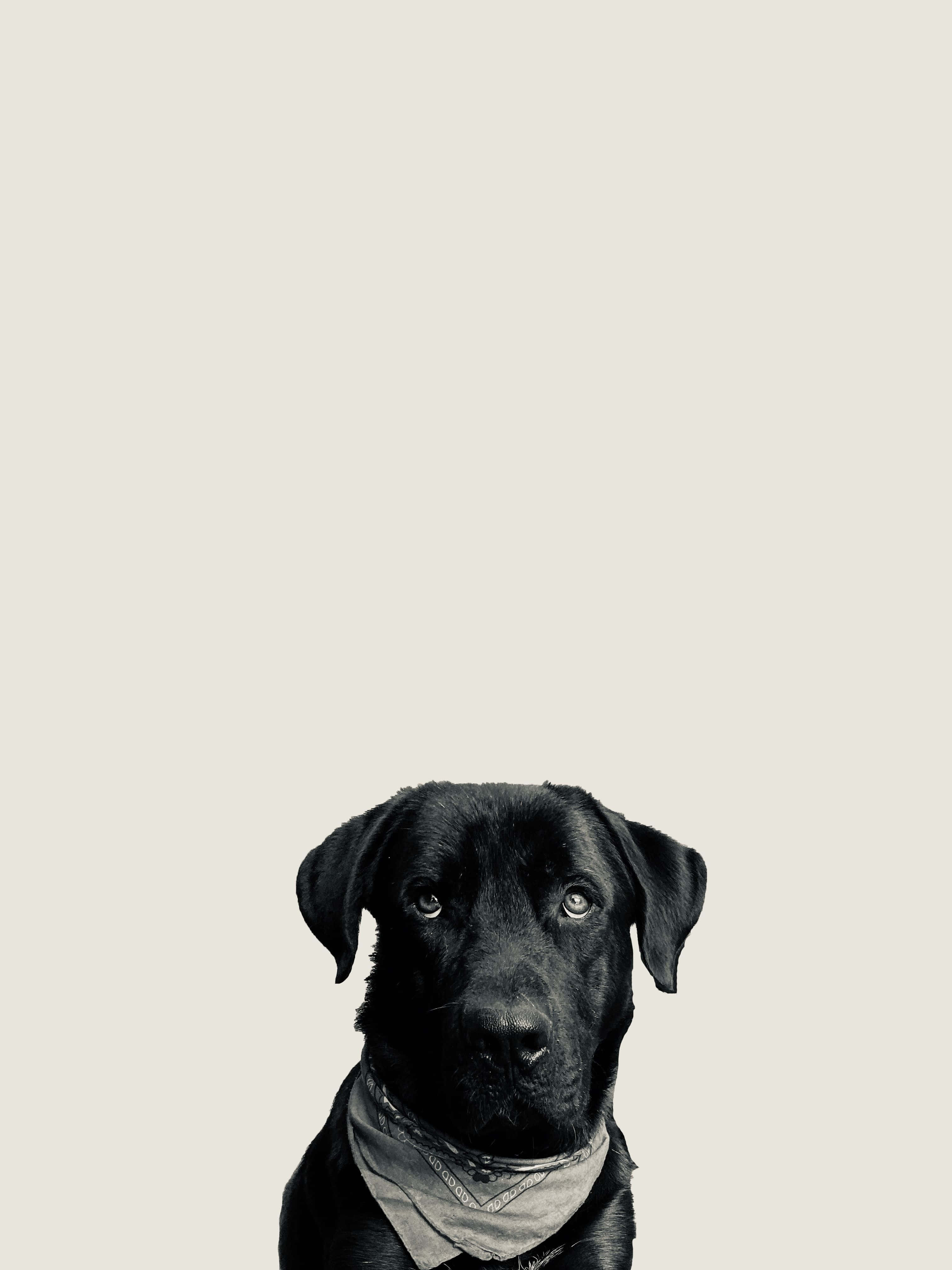 拉布拉多犬背景 壁紙