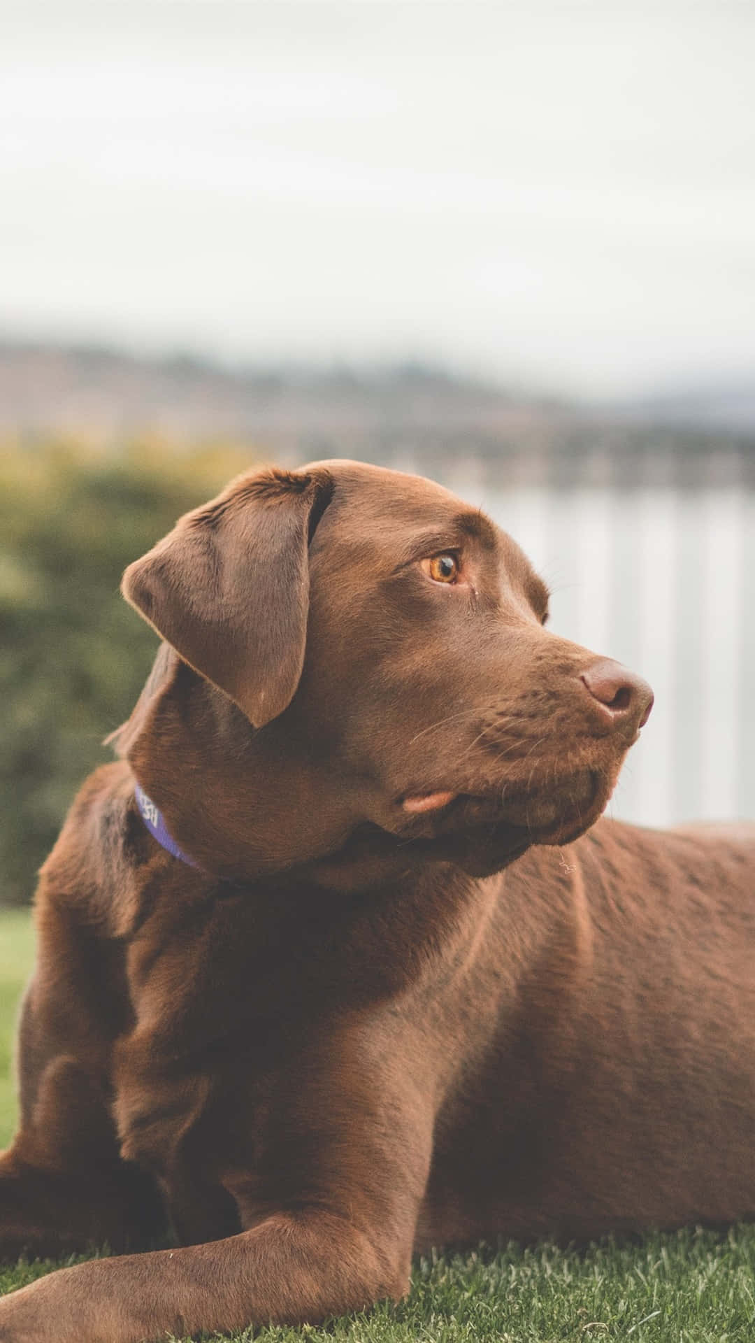拉布拉多犬背景 壁紙