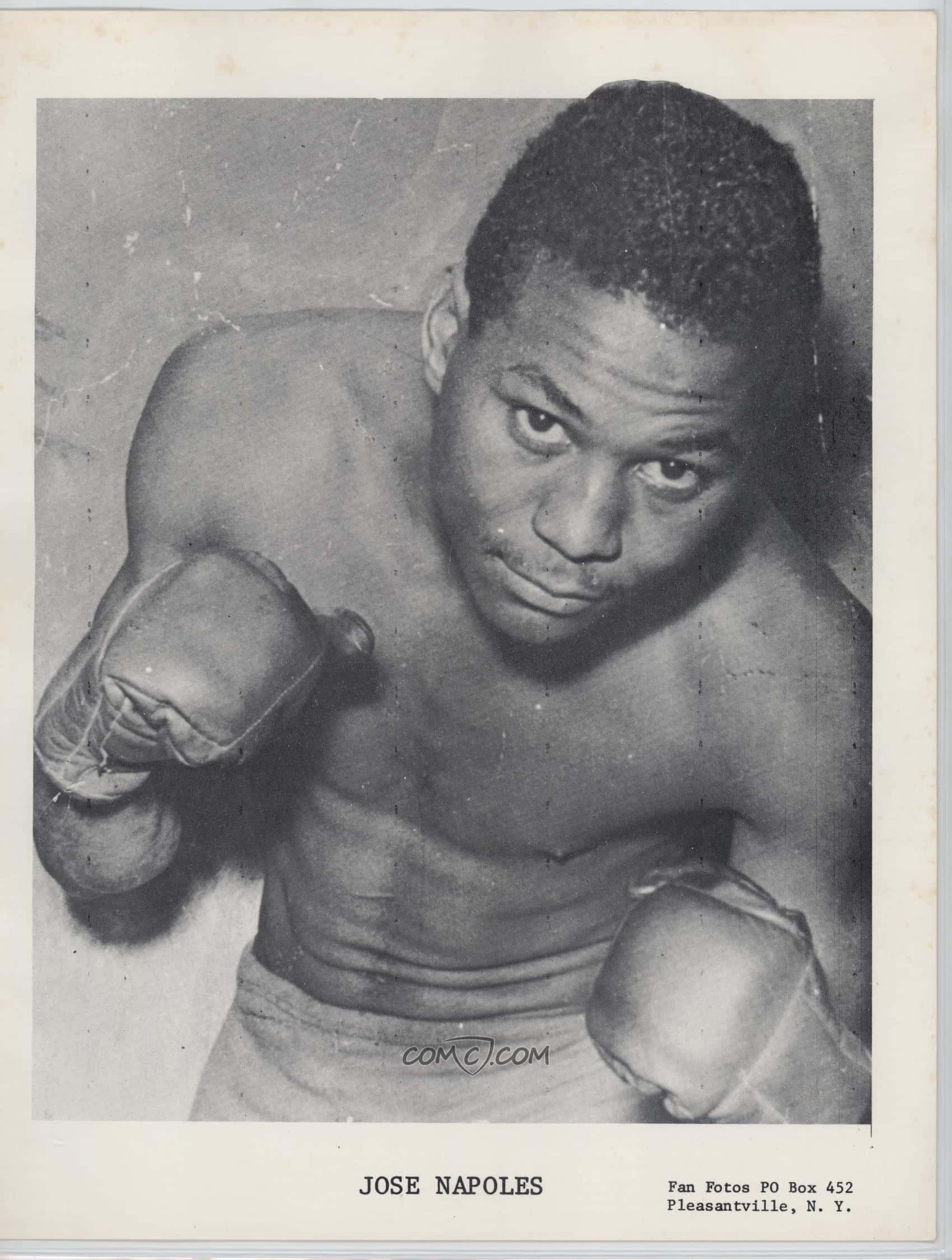 boxer 桌布 壁紙 — 拳擊手 Jose Napoles 戴上手套擺出戰鬥姿勢的復古黑白肖像。