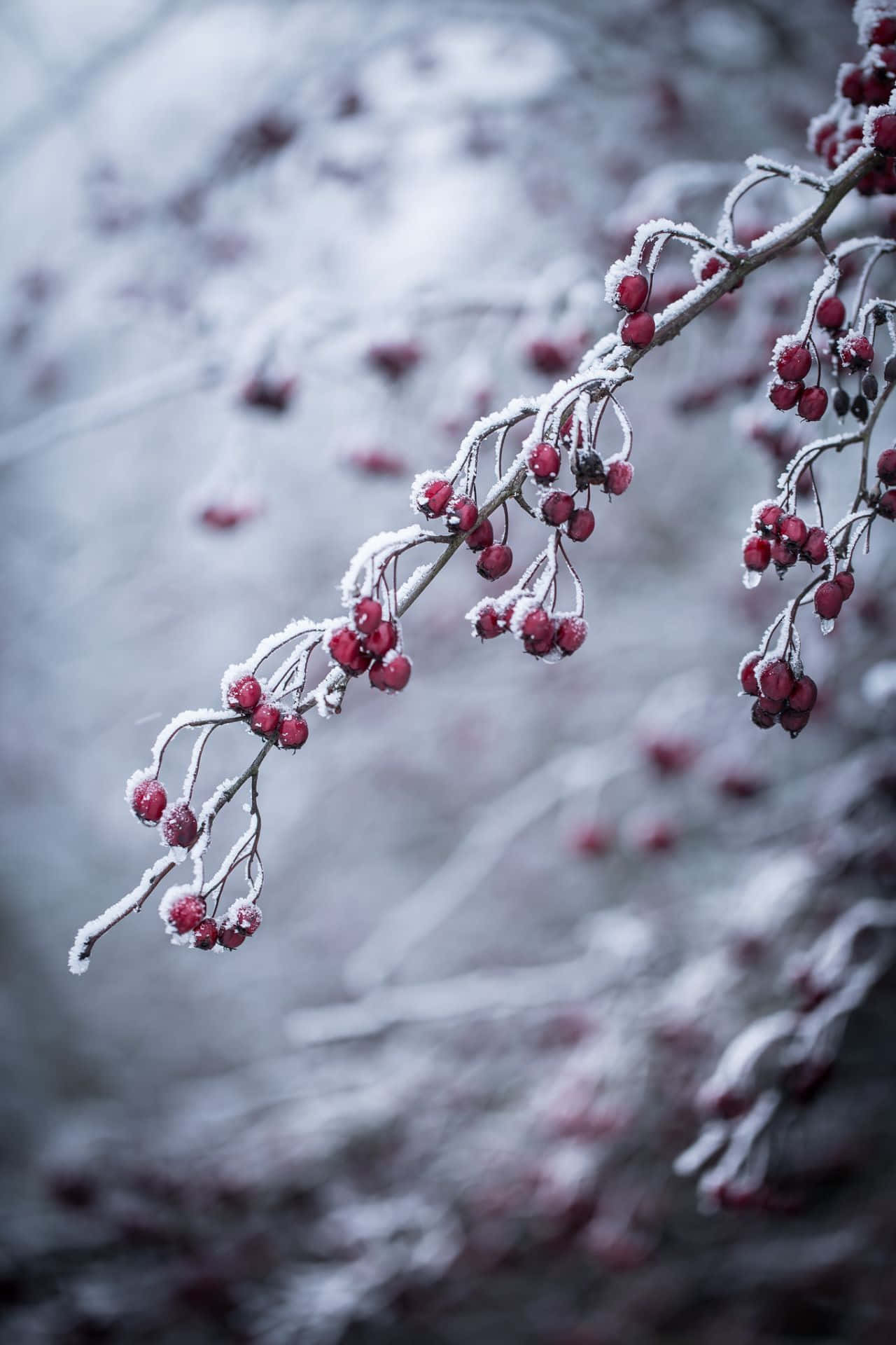 Winter Berries 桌布 壁紙 — 掛滿白雪的樹枝上結滿鮮紅的漿果，在柔和模糊的冬季森林背景下格外突出。
