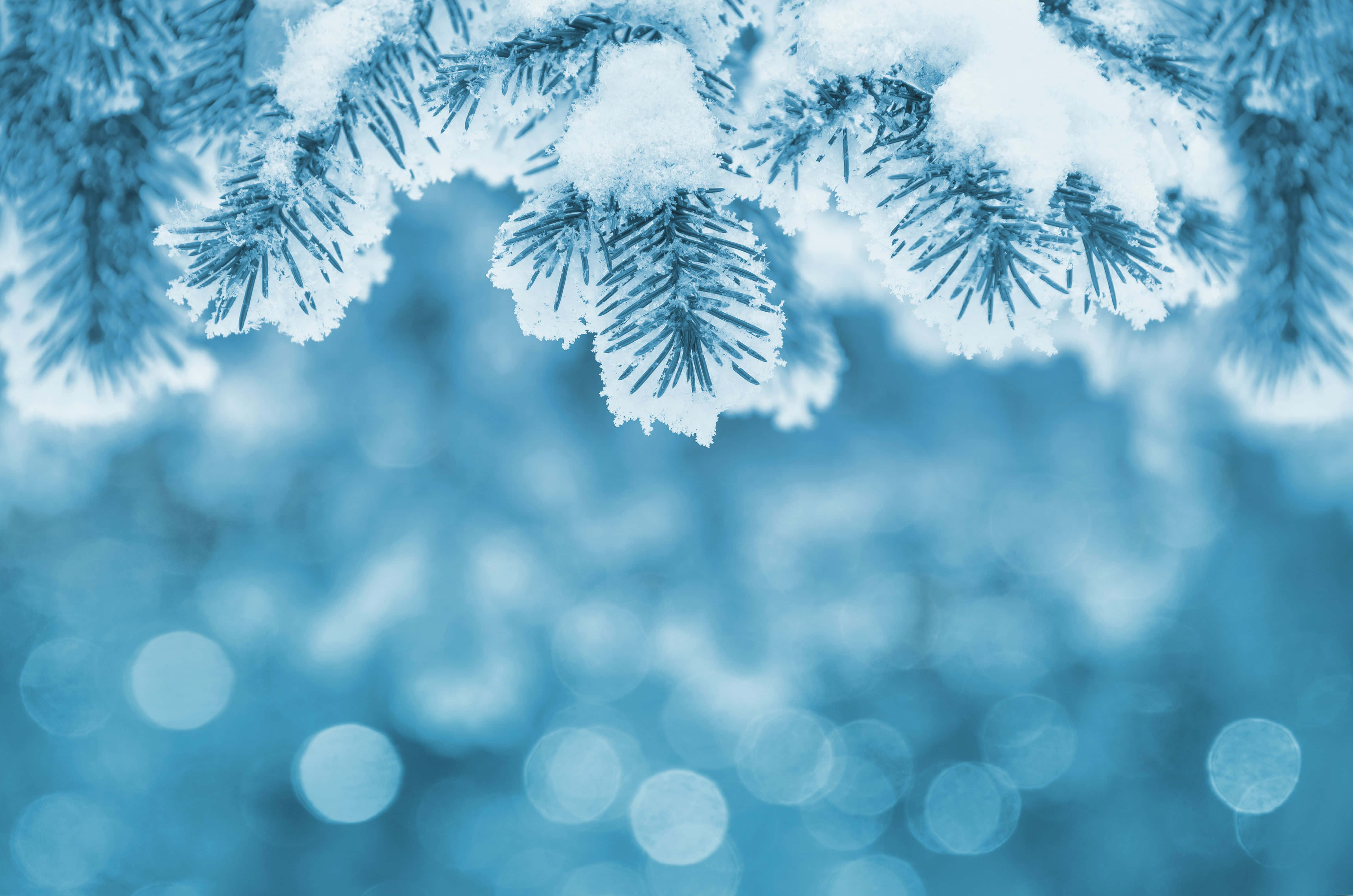 雪 桌布 壁紙 — 掛滿雪的松樹枝條在柔和的藍色散景背景上，帶著發光的光圈，優雅地垂掛著。