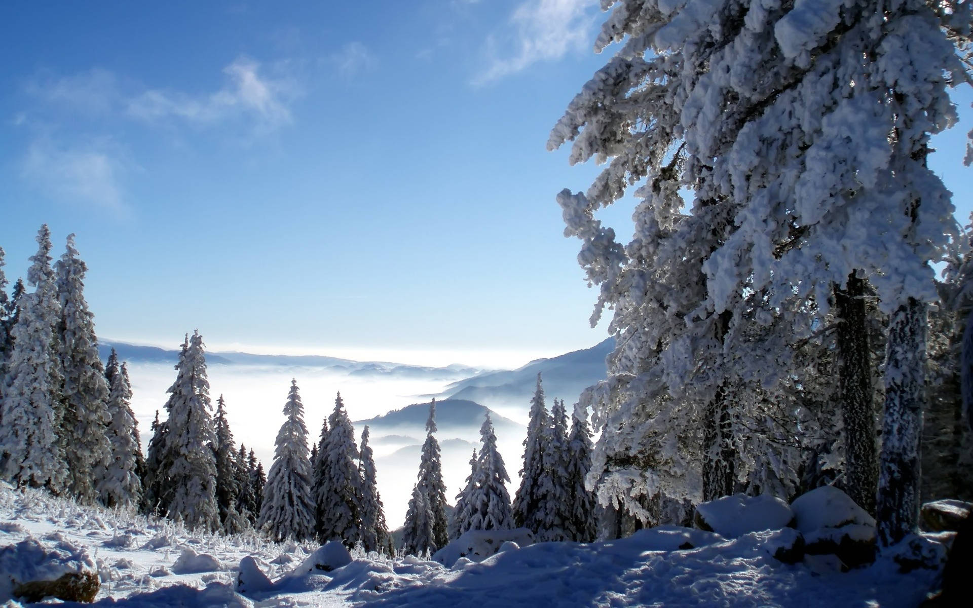 寒冷 桌布 壁紙 — 掛滿雪的松樹框住了令人嘆為觀止的山景，下方是雲海，上方是清澈的藍天。