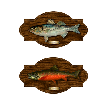 掛牆魚類戰利品標本 壁紙