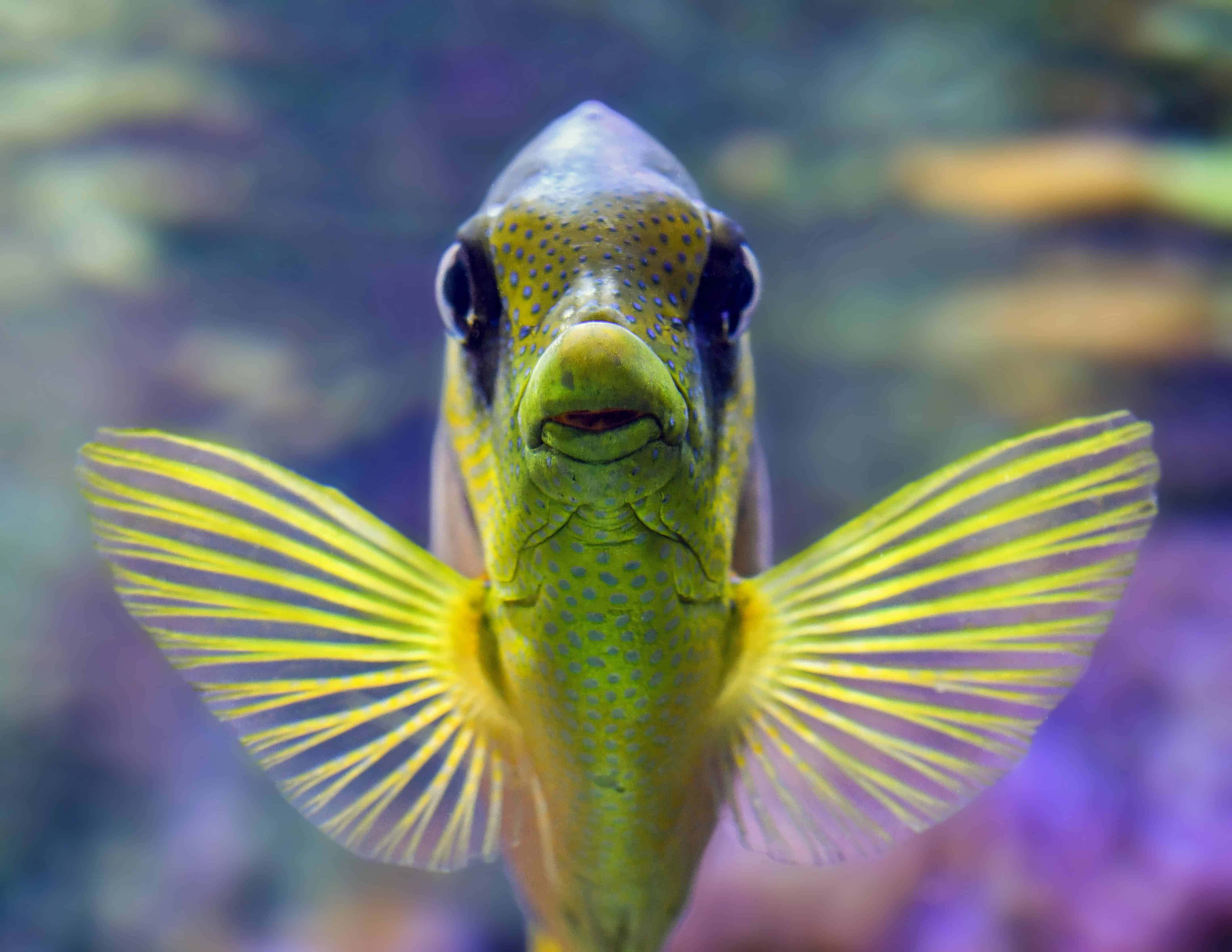 探索海洋的繽紛深處，與魚群共游 壁紙