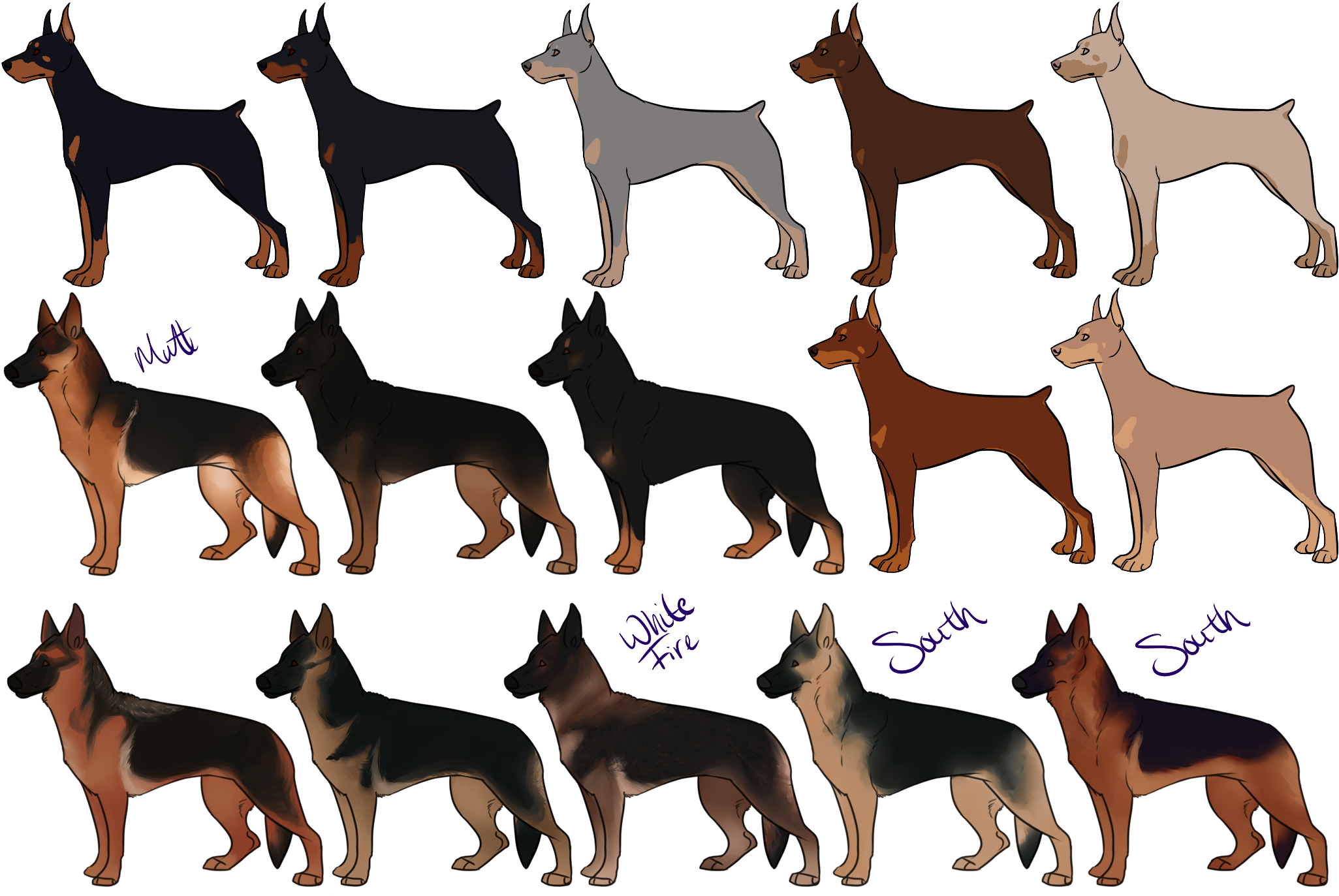 German Shepherd 桌布 壁紙 — 插圖中的杜賓犬，各種毛色，側面站立在黑色背景前。