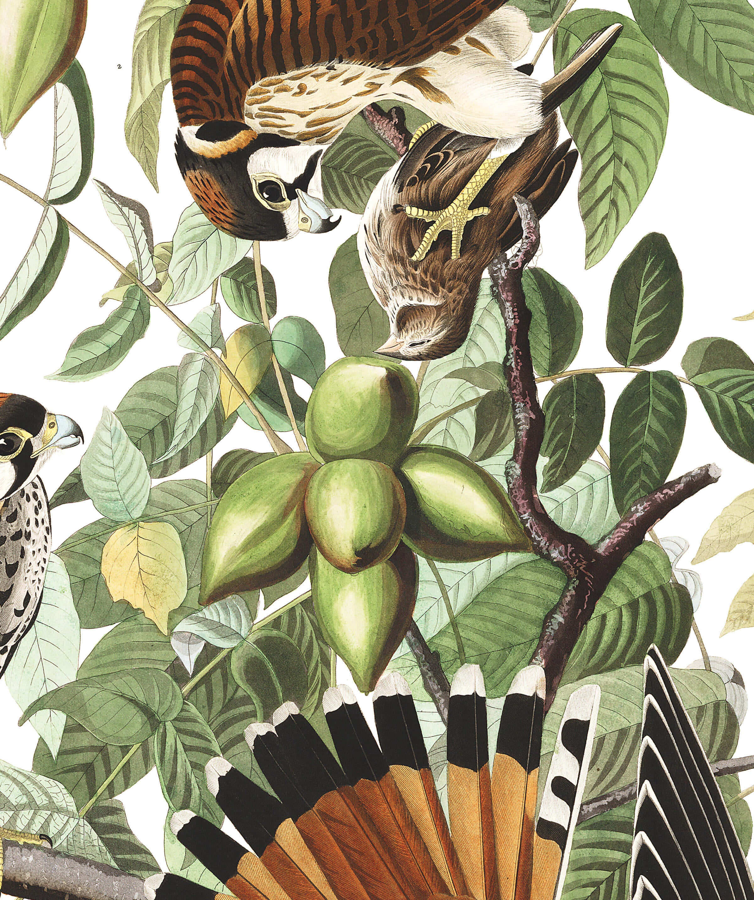 Sparrow Hawk 桌布 壁紙 — 插圖中的鳥兒在茂密的綠葉和綠色堅果簇之間棲息和盤旋，位於詳細的植物枝條上。