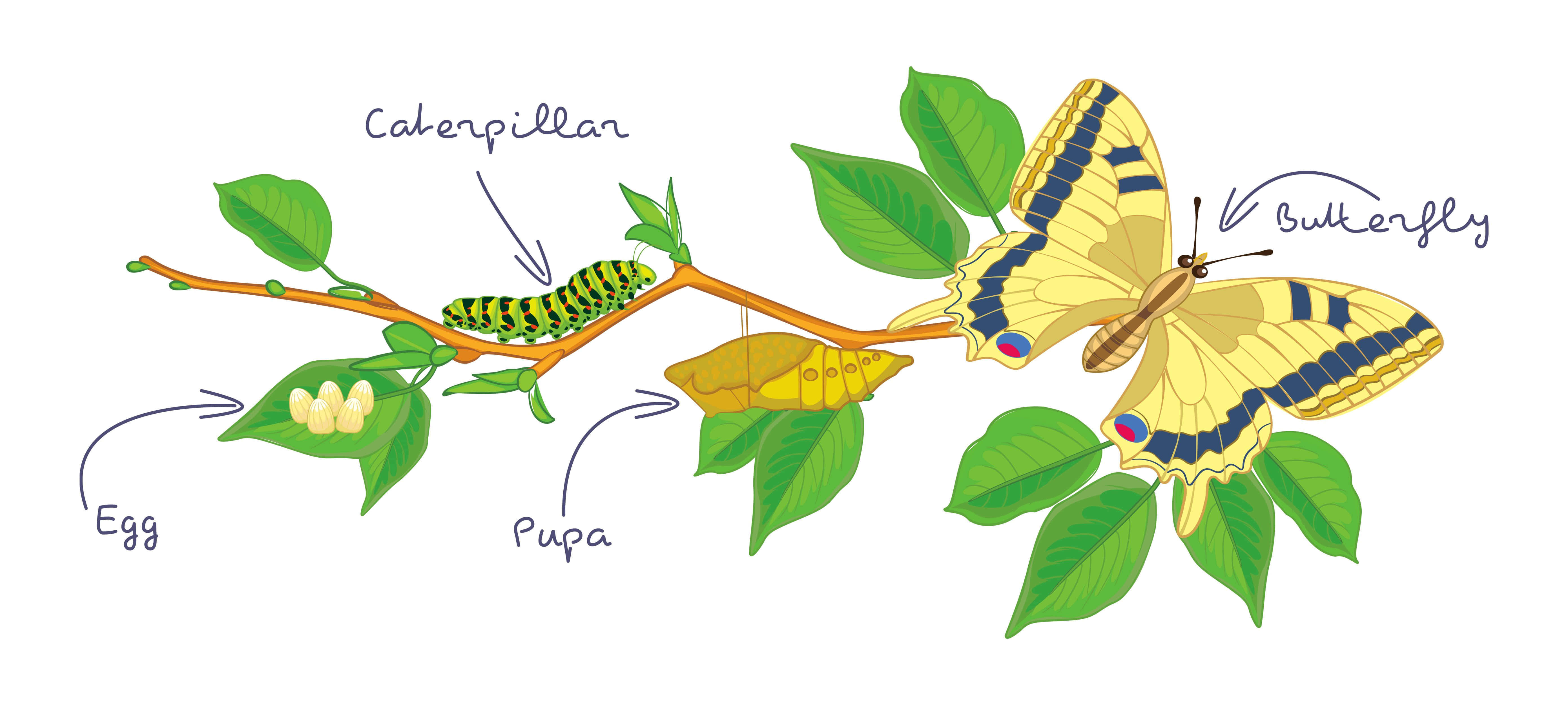 Caterpillar Transformation 桌布 壁紙 — 插圖顯示蝴蝶從卵到成蟲在綠葉上的生命週期階段。