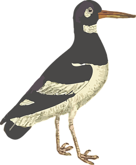 插畫風格海鳥站立 壁紙