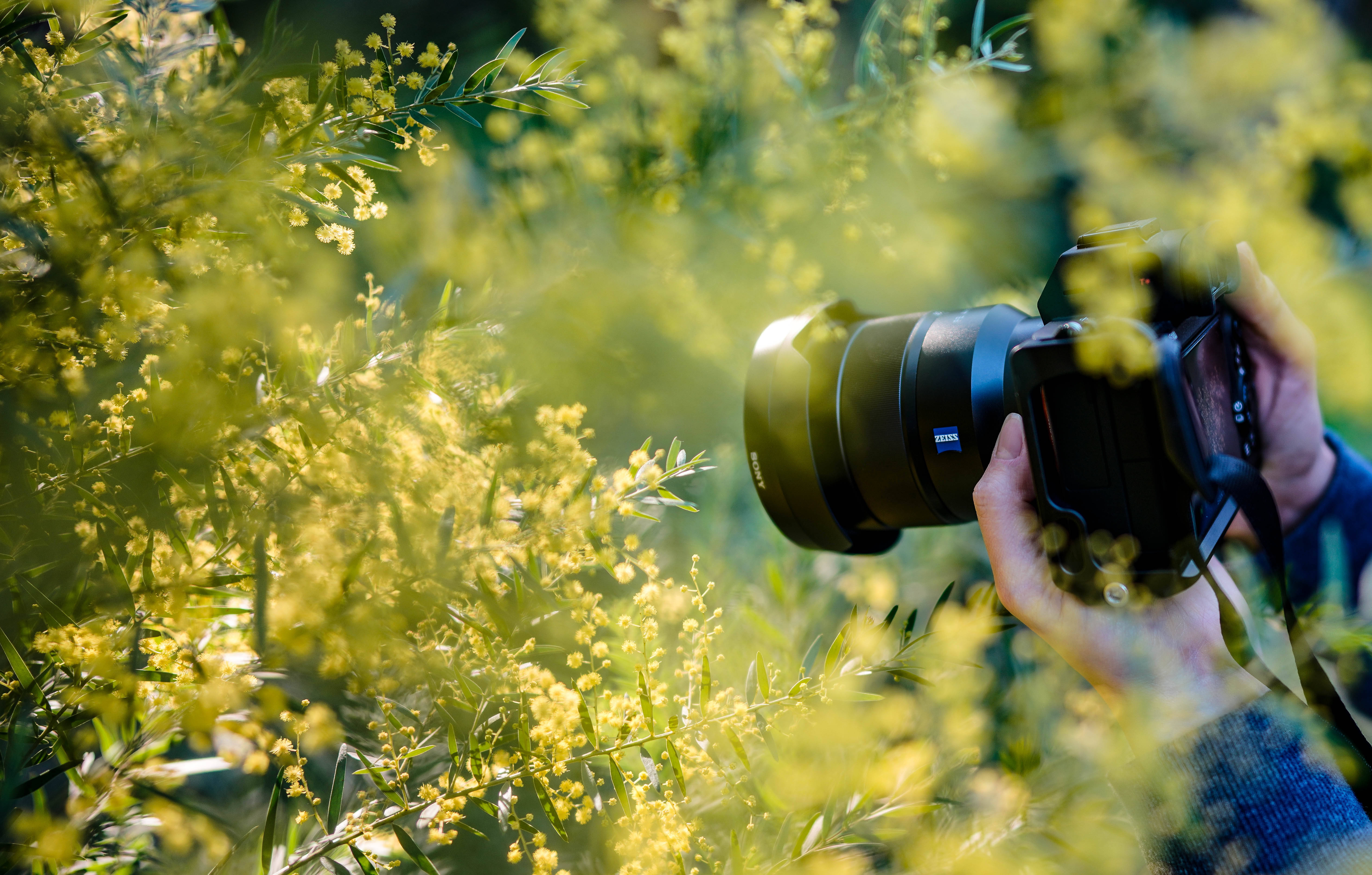 攝影 桌布 壁紙 — 攝影師的手穿過鮮豔的黃色金合歡花，拿著 DSLR 相機，在柔和陽光下捕捉自然。