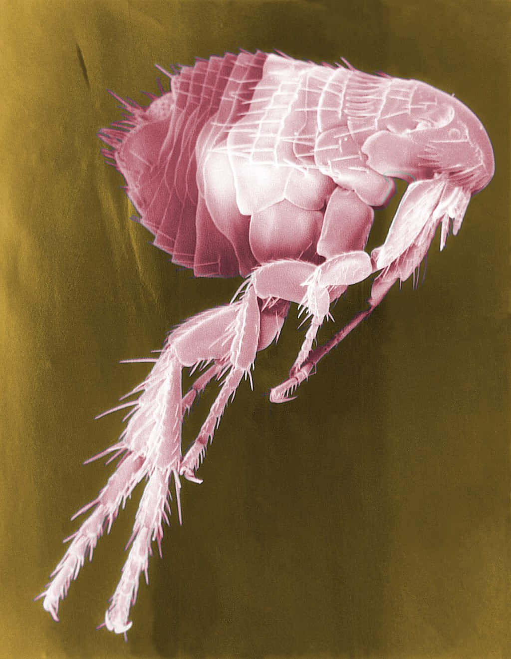 Flea 桌布 壁紙 — 放大後的粉紅色跳蚤詳細圖像，在柔和橄欖色背景上展現出複雜的分節身體和多刺的腳。