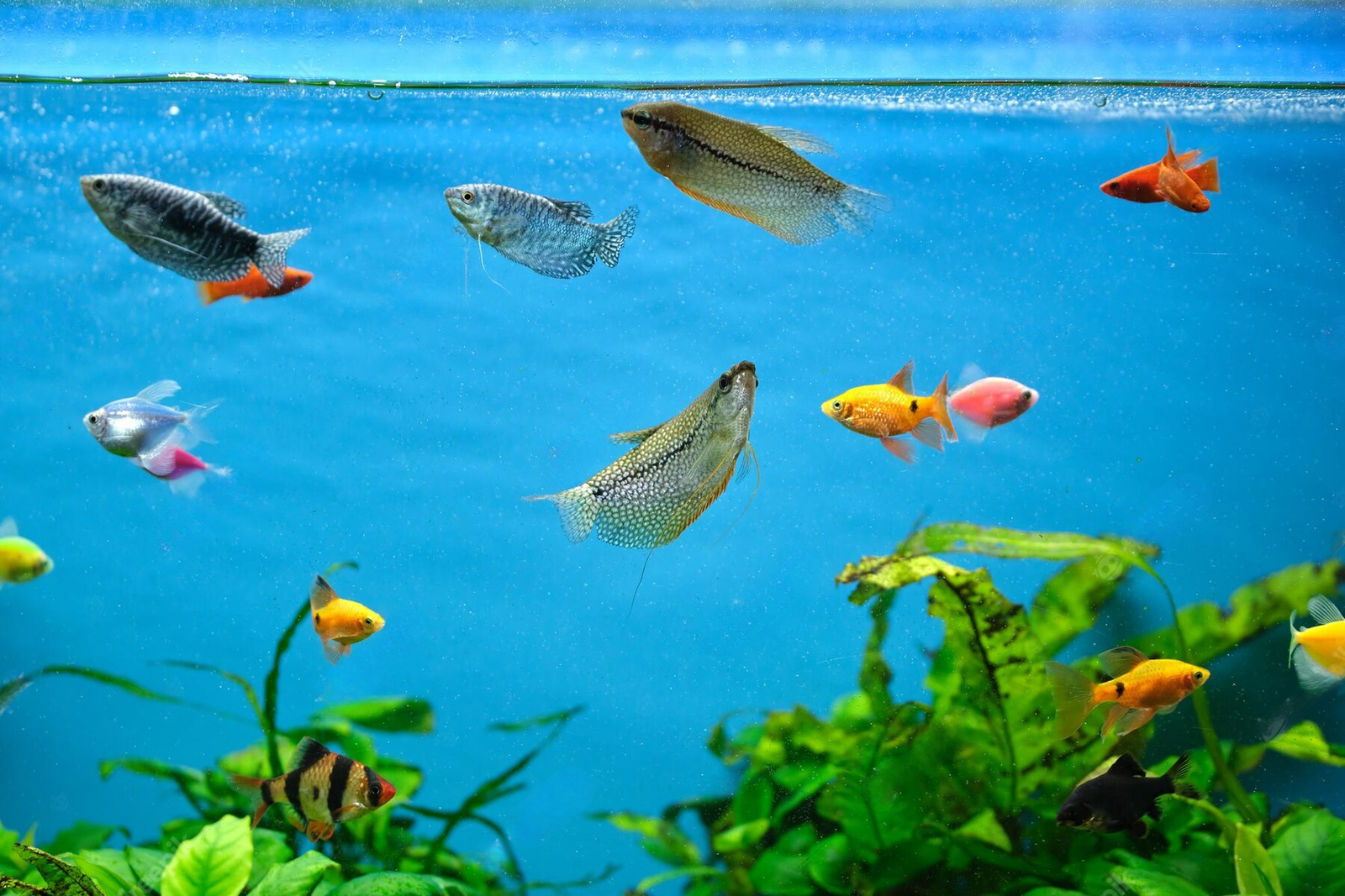 放鬆心情，沉浸於繽彩水族館的迷人美景。 壁紙