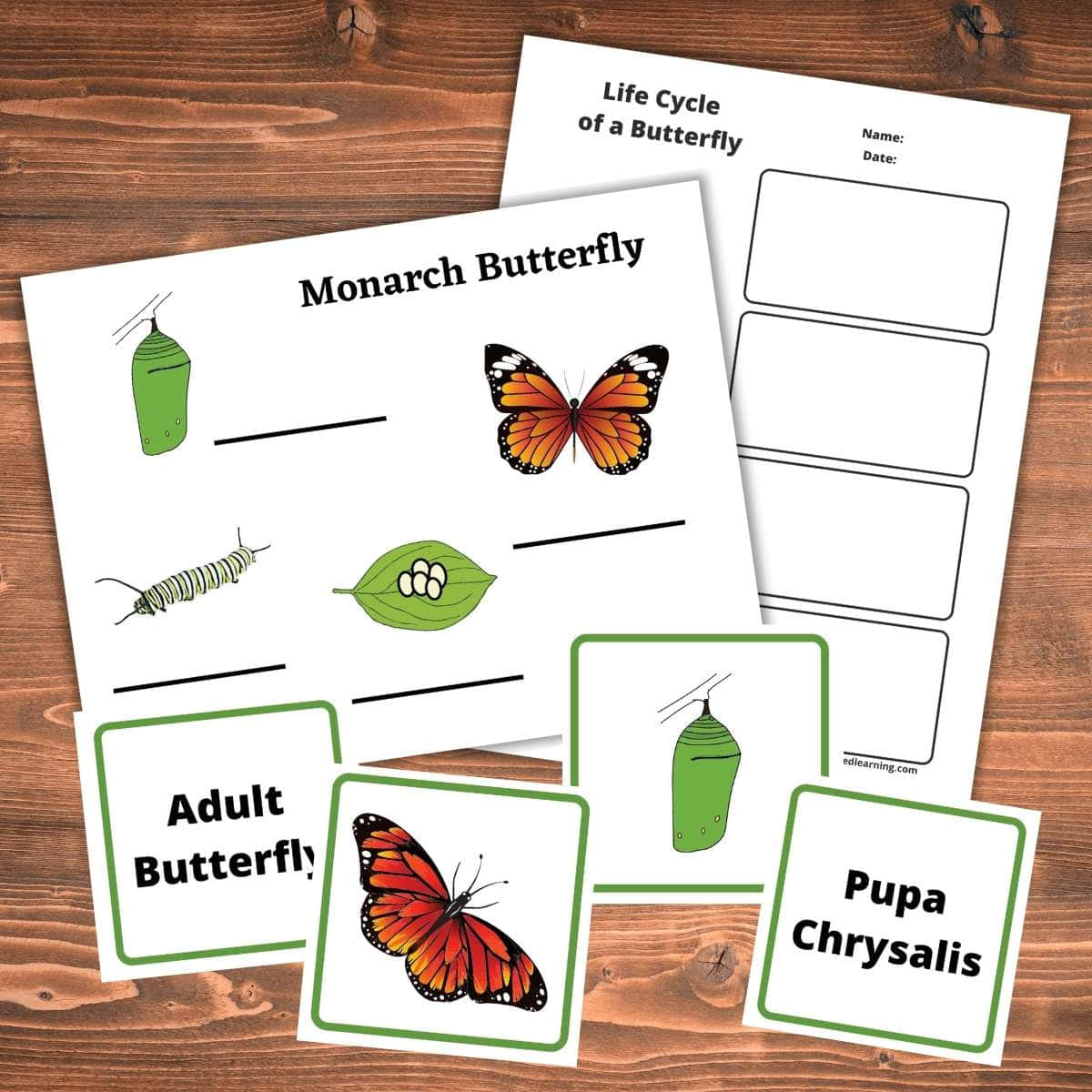 Butterfly Metamorphosis 桌布 壁紙 — 教育用蝴蝶生命週期印刷品，帶有標籤階段，擺放在質樸的木質表面上。