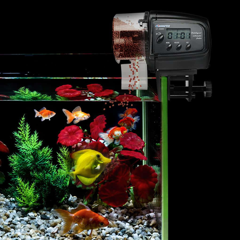 Aquarium 桌布 壁紙 — 數位魚飼料機將紅色顆粒分配到一個充滿金魚和色彩繽紛植物的生動水族箱中。