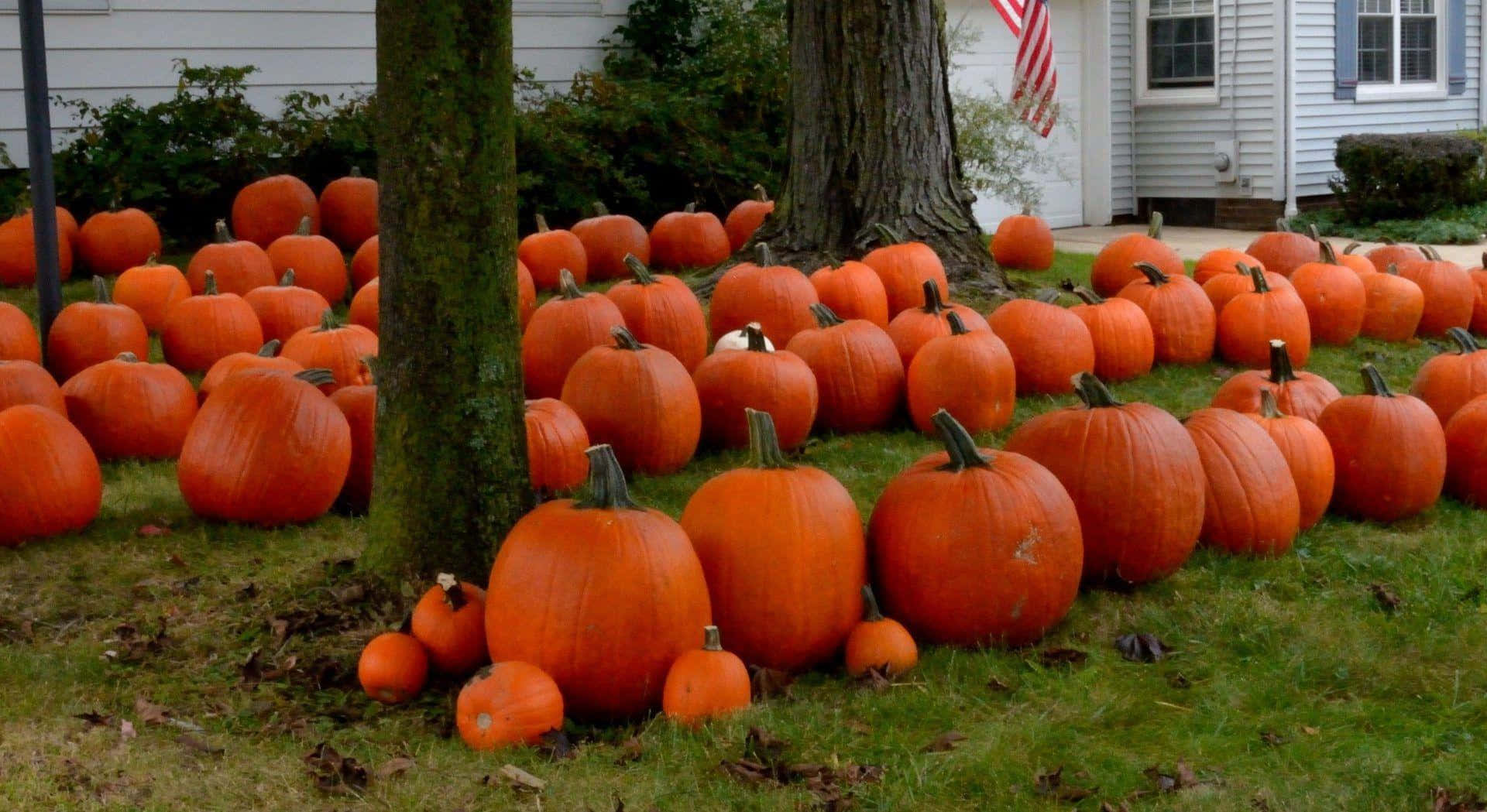 Fall Pumpkin 桌布 壁紙 — 數百個鮮豔的橙色南瓜填滿了樹下的草地庭院，靠近一座掛有美國國旗的白色房子。
