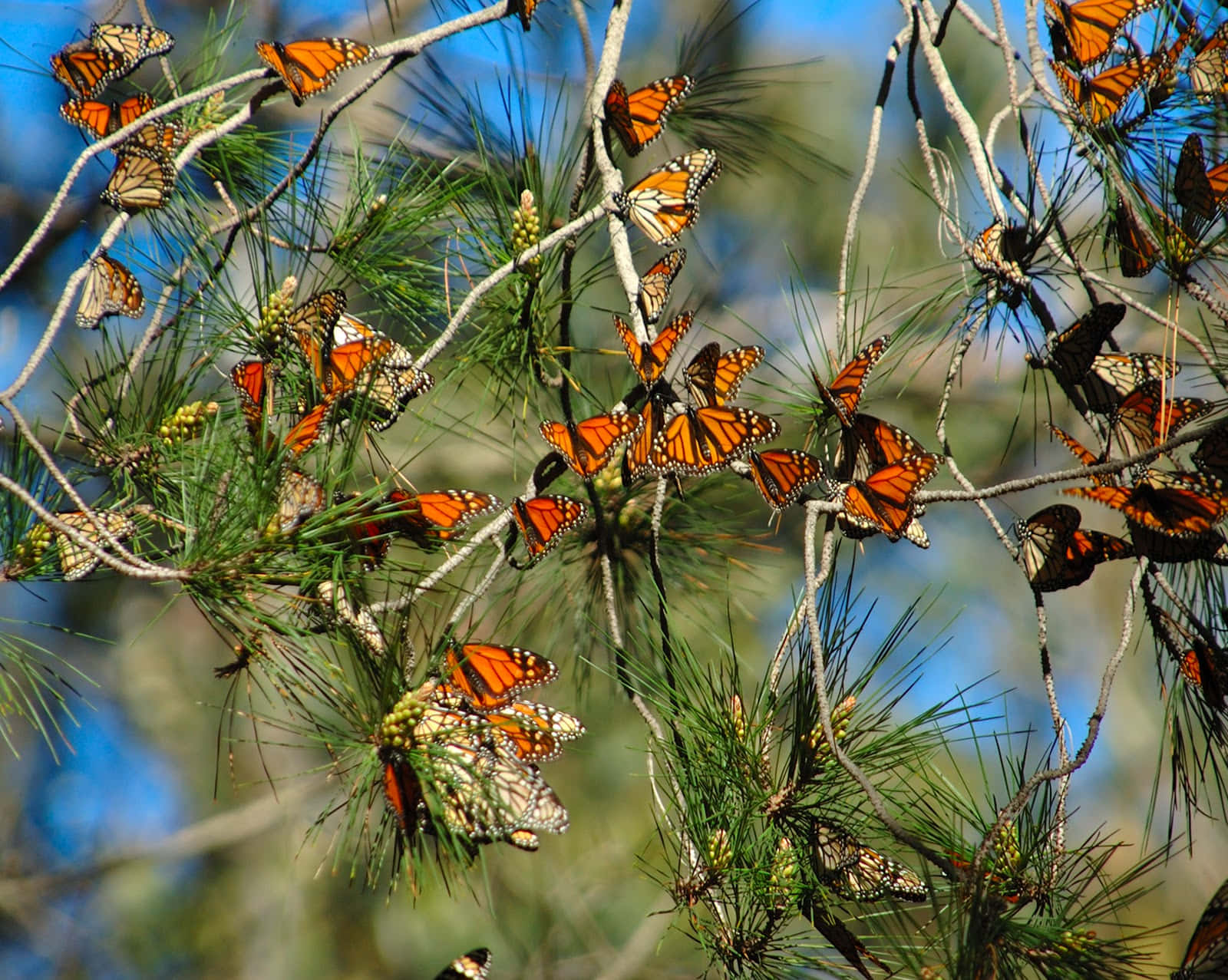 Butterfly Watching 桌布 壁紙 — 數百隻帝王斑蝶聚集在松樹枝上，映襯著明亮的藍天。