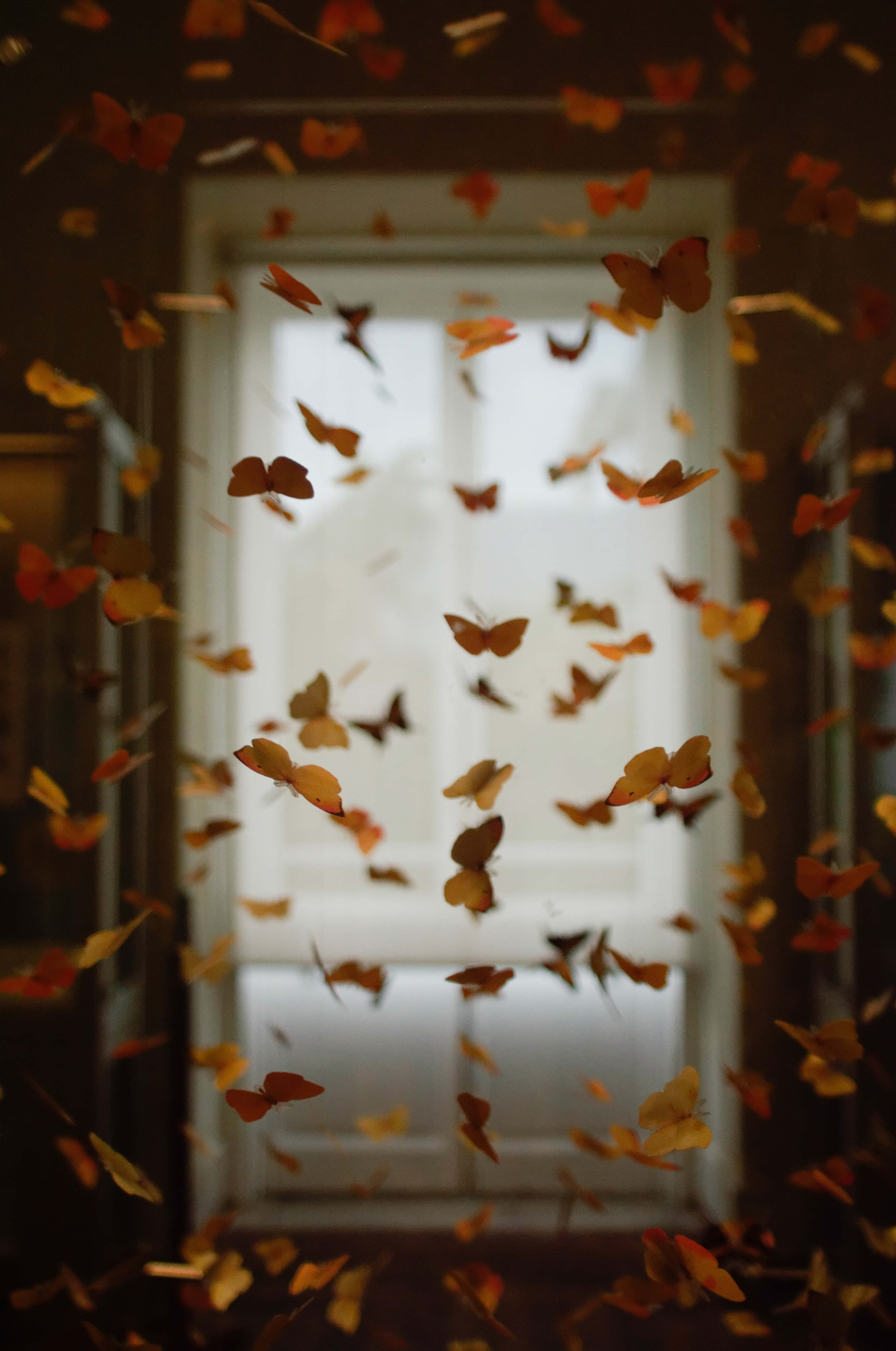 Butterflies 桌布 壁紙 — 數百隻橙色和黃色的蝴蝶在溫暖照明的室內空間中飛過門口。