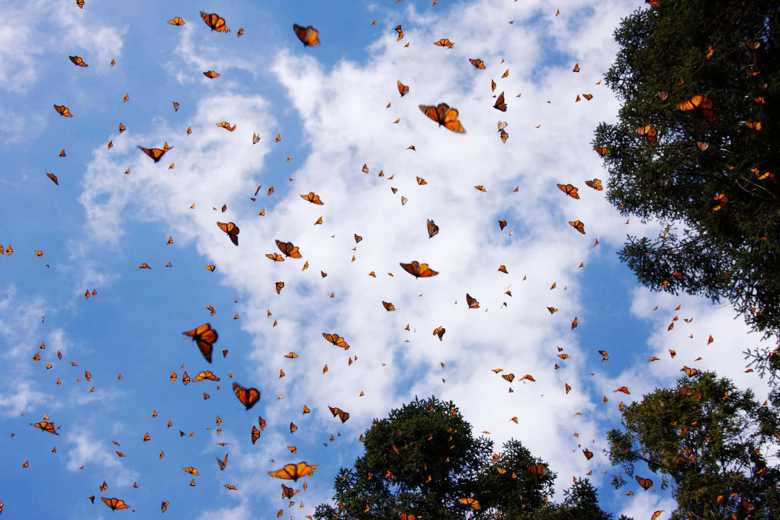 Butterfly Migration 桌布 壁紙 — 數百隻橙色帝王蝶在明亮的藍天中飛舞，襯托著 fluffy 的白雲，並以綠色樹梢為框。