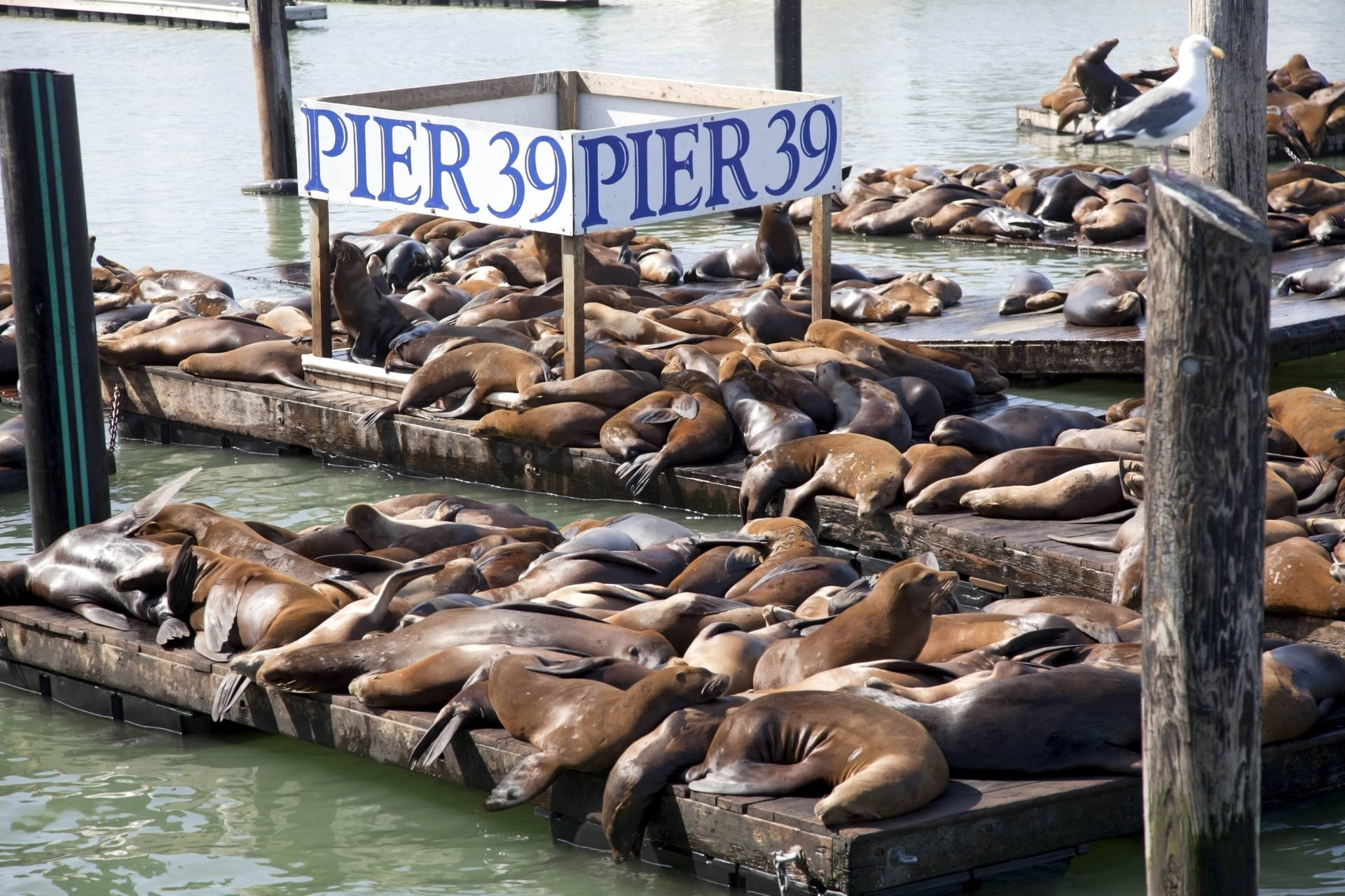 sea lion 桌布 壁紙 — 數百隻海獅在39號碼頭風化的木製碼頭上曬太陽，附近有一隻海鷗棲息。