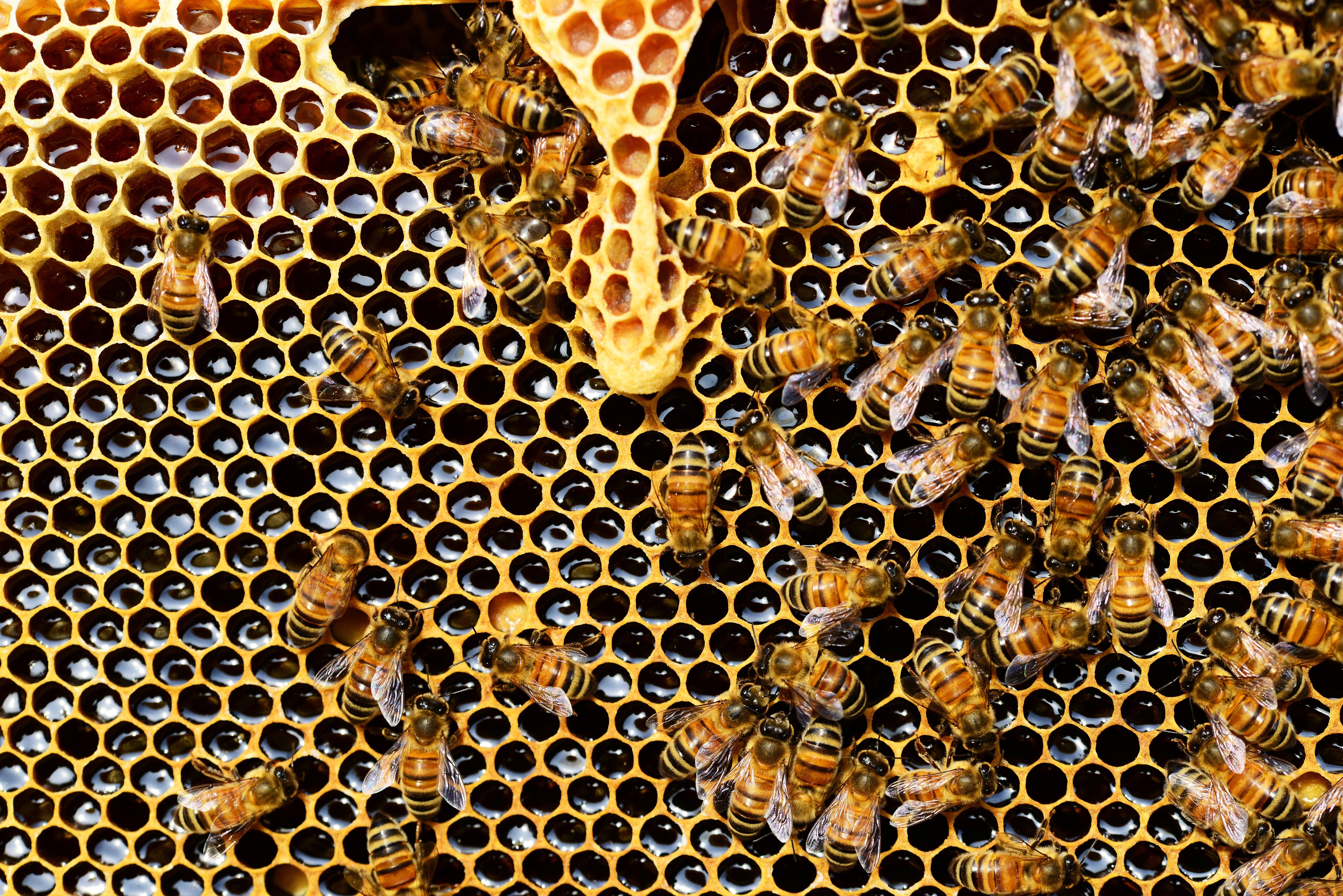 Honeycomb 桌布 壁紙 — 數百隻蜜蜂在一個充滿深琥珀色蜂蜜的金色蜂巢上蜂擁而至的特寫視圖。
