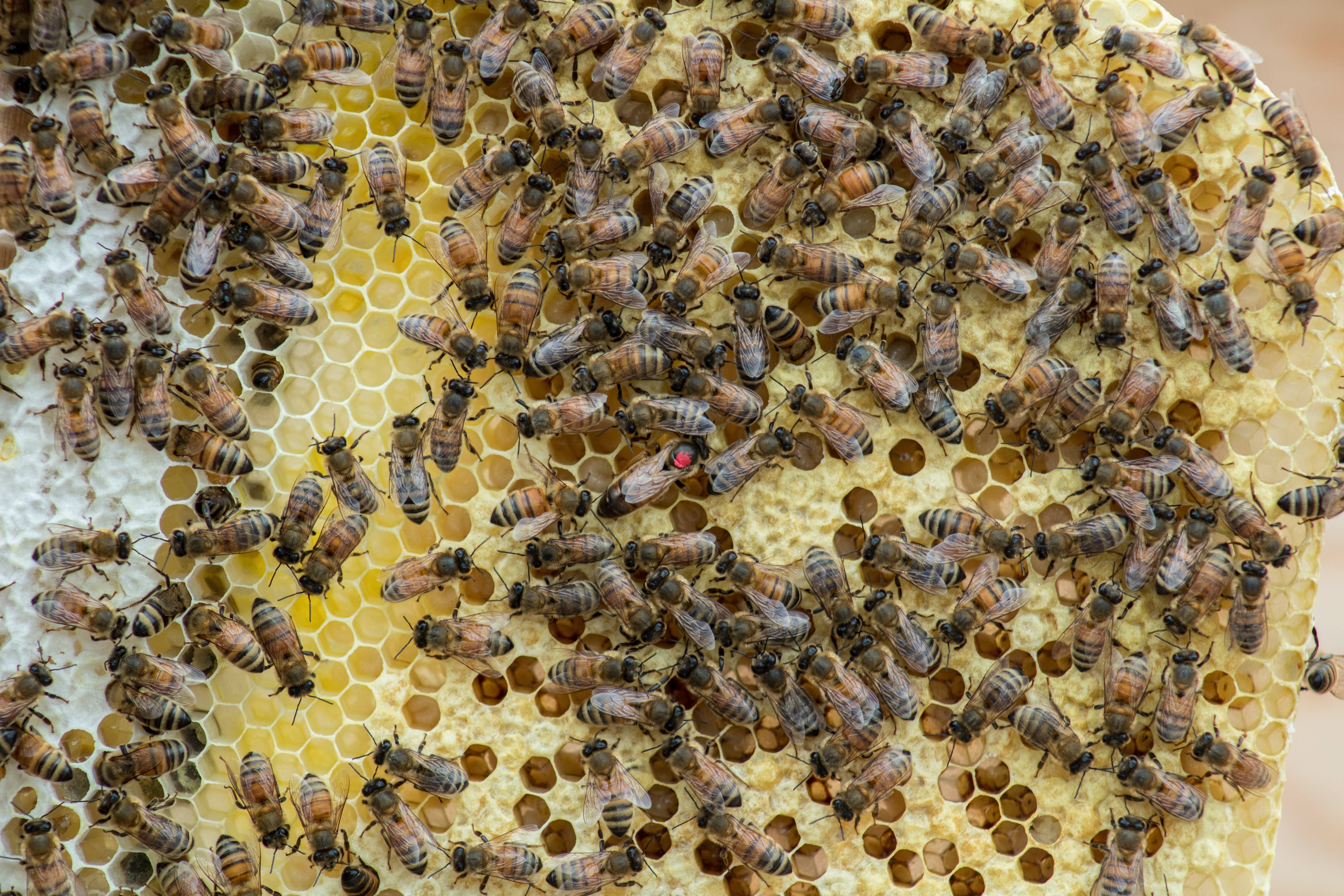 Honeycomb 桌布 壁紙 — 數百隻蜜蜂密集地聚集在一個金色的蜂巢上，蜂巢的六角形細胞充滿了琥珀色的蜂蜜。