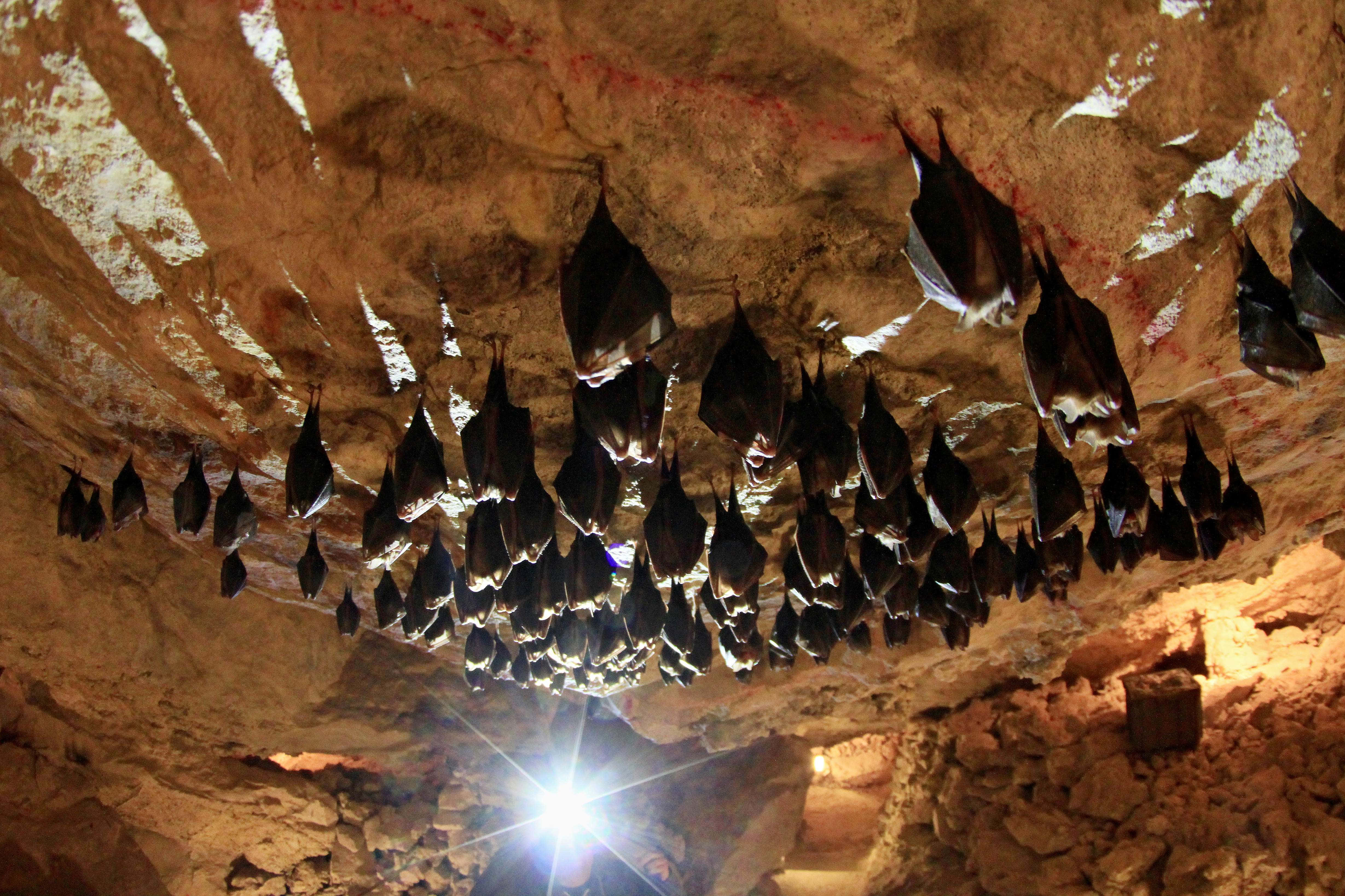 Cave 桌布 壁紙 — 數百隻蝙蝠一動不動地掛在崎嶇的洞穴天花板上，被明亮的手電筒光束照亮。