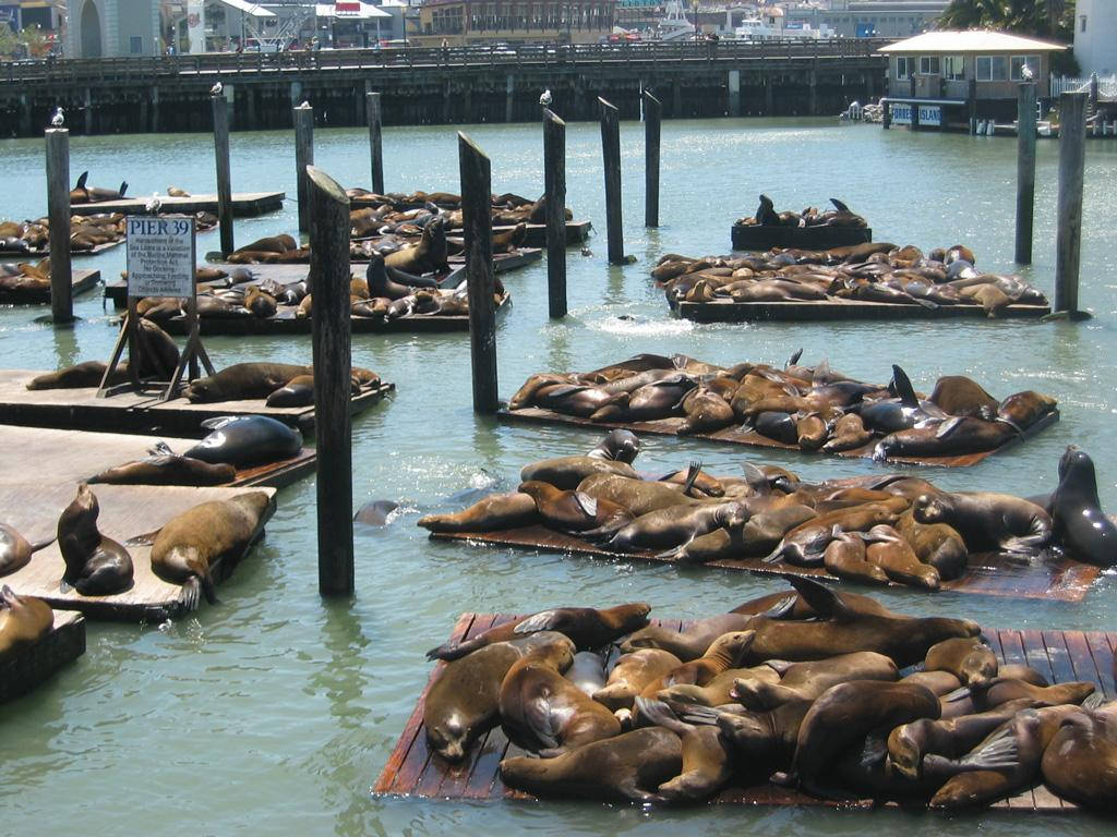 加州 桌布 壁紙 — 數百頭海獅在碼頭附近平靜的港灣水域中的浮動木平台上休憩和曬太陽。