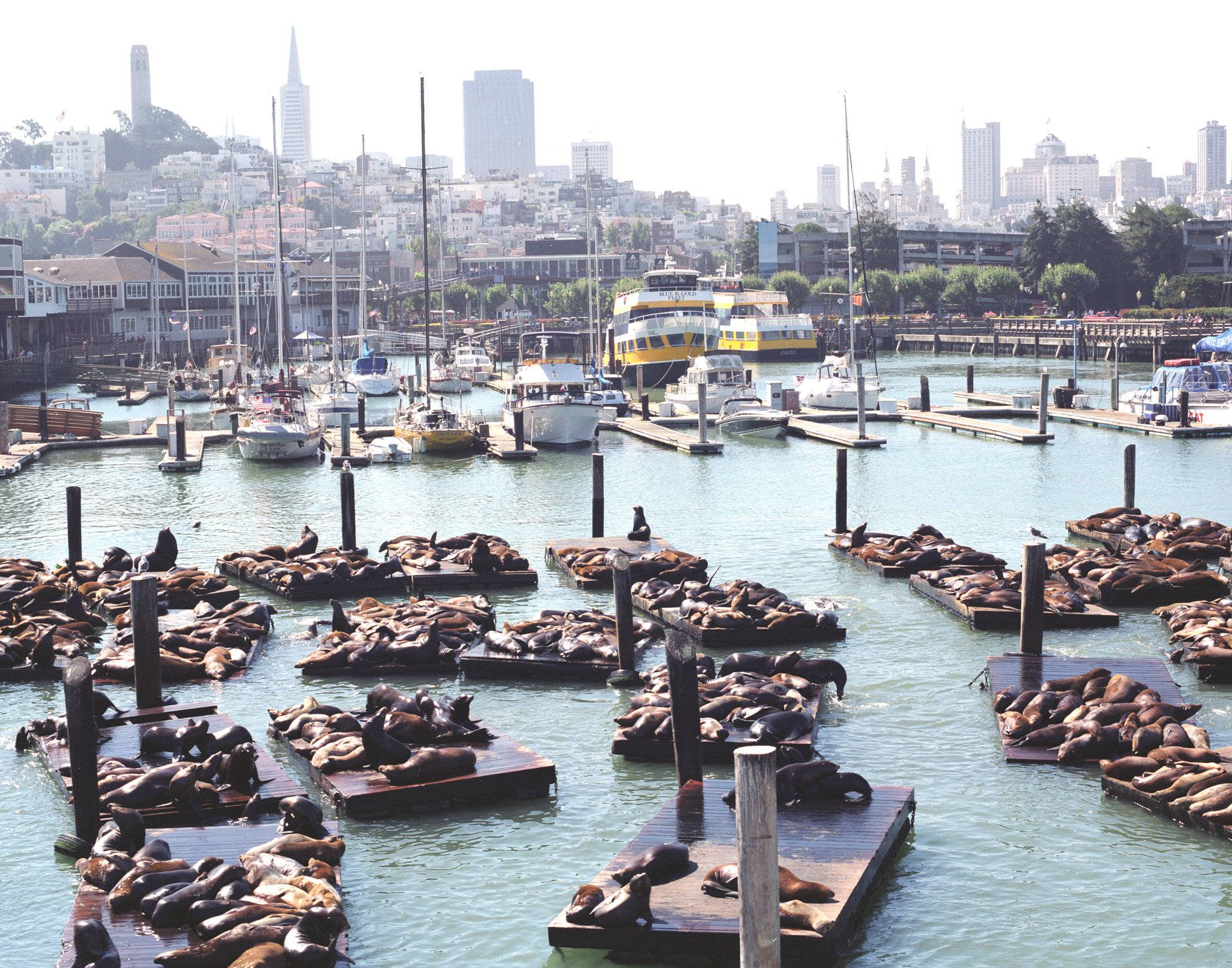 sea lion 桌布 壁紙 — 數百頭海獅在繁忙港口的浮動碼頭上休息，背景是城市天際線。