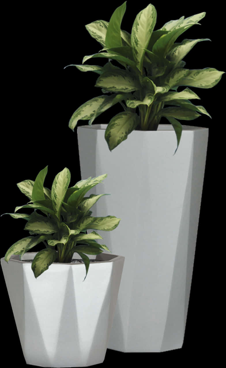 斑葉植物搭配現代花盆 壁紙