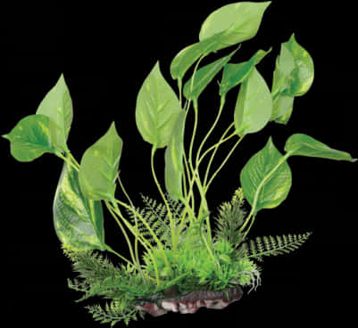 斑葉黃金葛與蕨類植物組合 壁紙