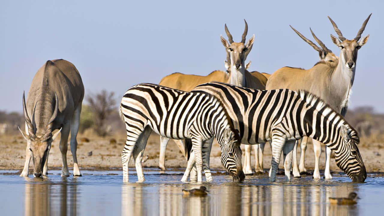 African Animals 桌布 壁紙 — 斑馬和羚羊在乾燥的稀樹草原上，在晴朗的藍天下從平靜的水坑中飲水。