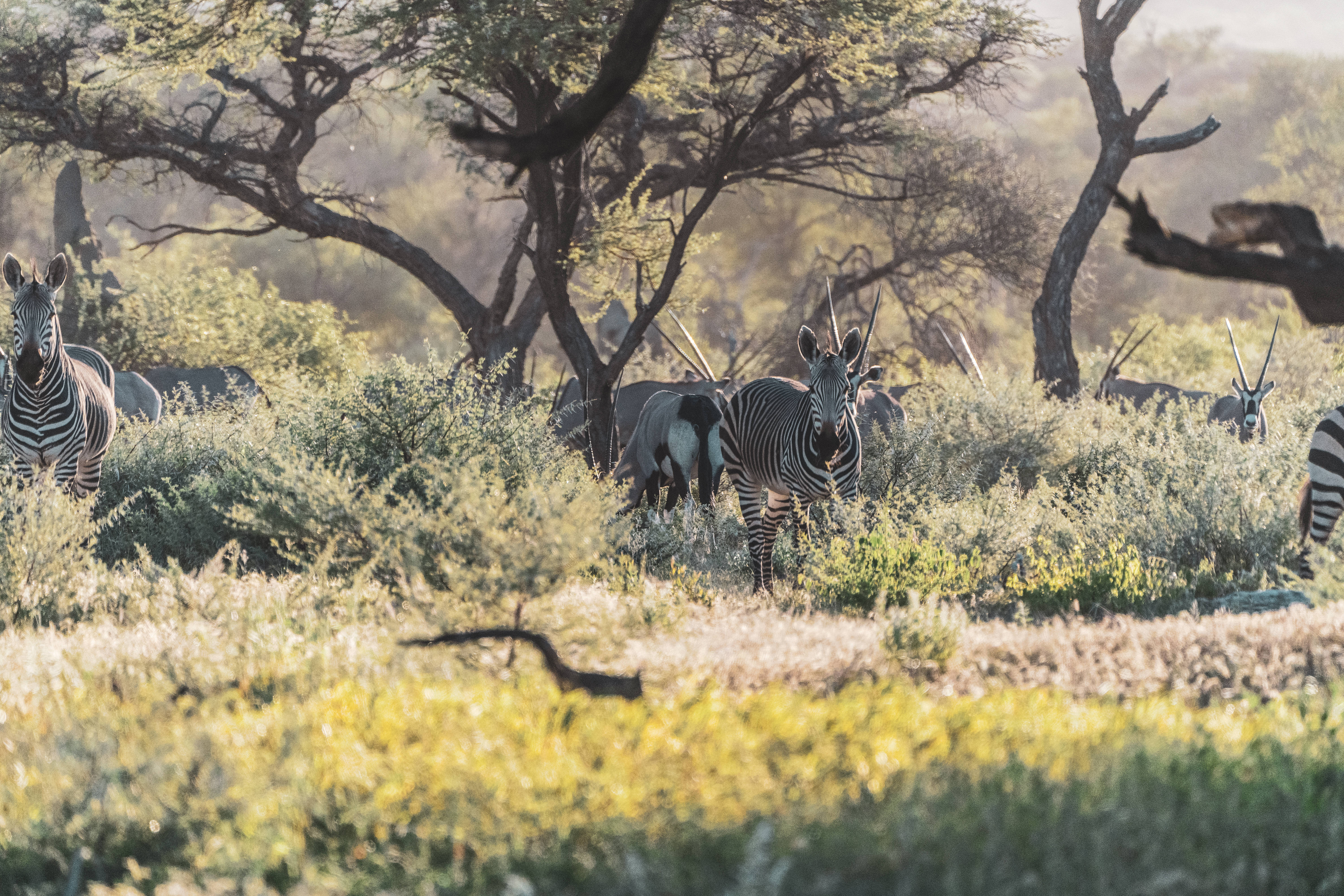 Namibia 桌布 壁紙 — 斑馬和羚羊在金色的草叢和彎曲的金合歡樹間，在溫暖的陽光下警覺地站立。