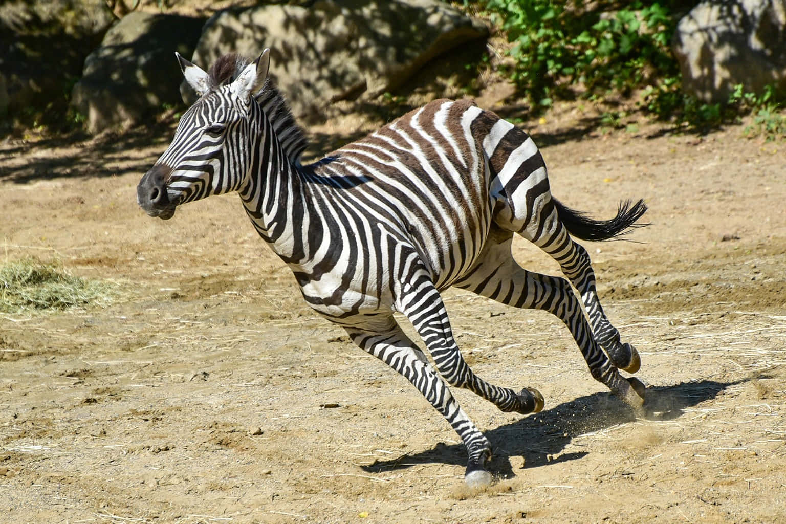 Zebra 桌布 壁紙 — 斑馬在乾燥土地上奔馳，在明亮陽光下揚起灰塵，背景有岩石和綠植。