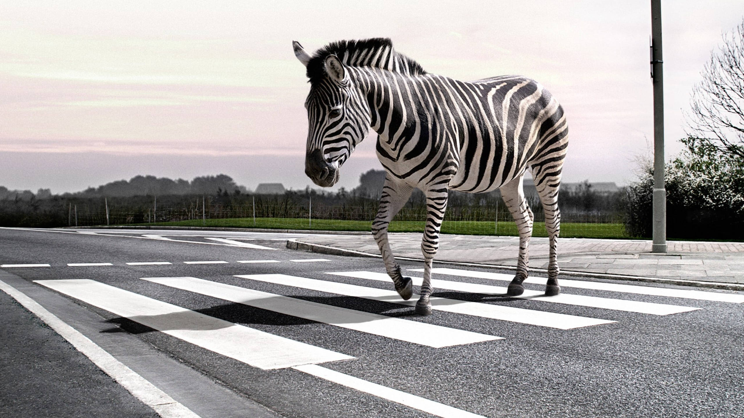 Zebra 桌布 壁紙 — 斑馬在寧靜的道路上橫越行人穿越道，天空呈現柔和的粉紅色和灰色。