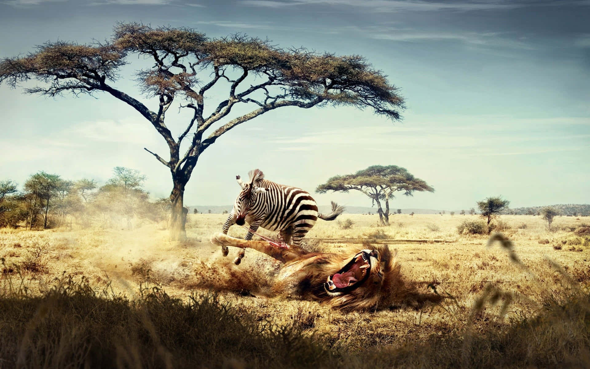 Wild Animals 桌布 壁紙 — 斑馬在廣闊天空下的塵土飛揚的稀樹草原上踢獅子，周圍有金合歡樹。