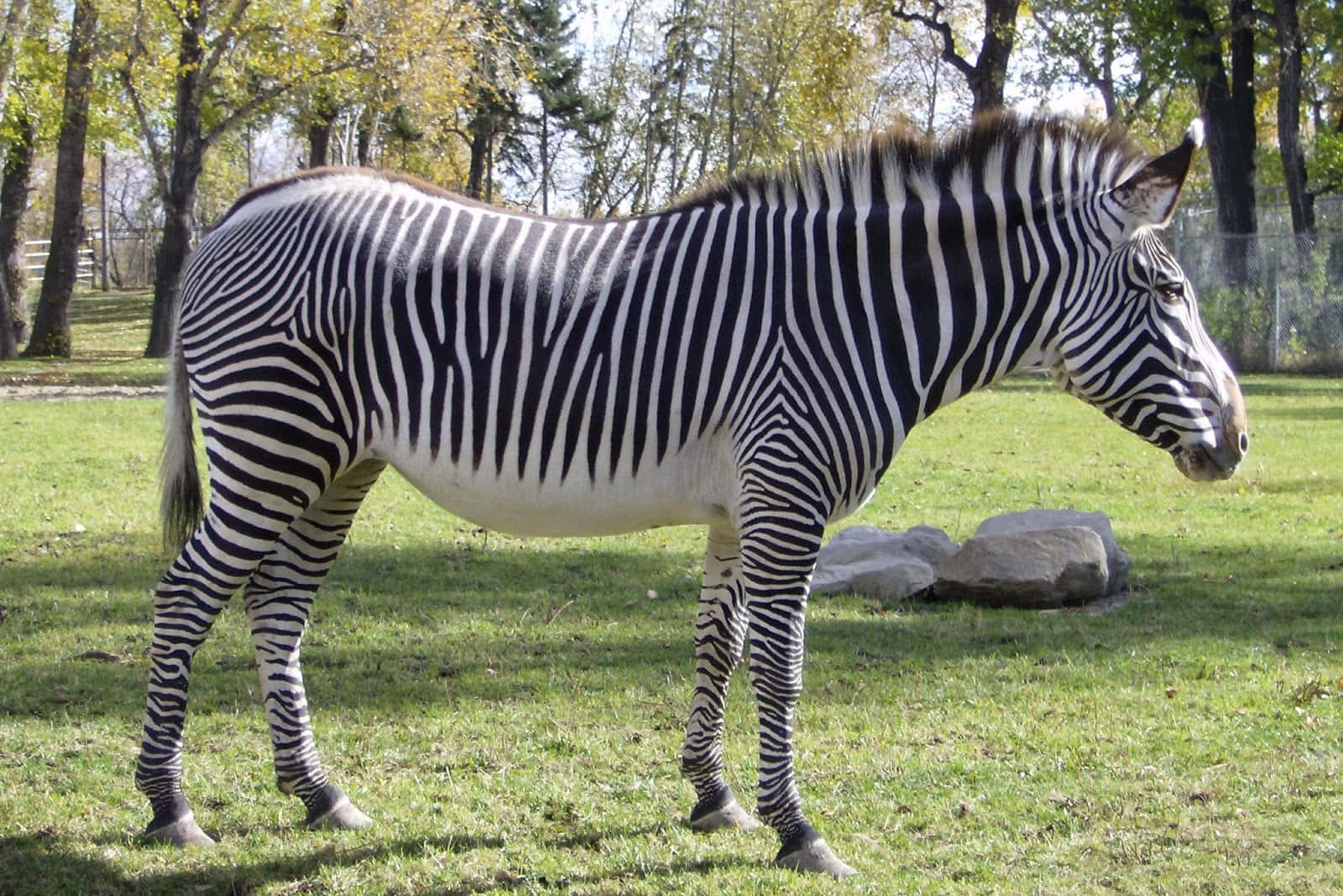 Zebra 桌布 壁紙 — 斑馬在明亮的日光下，以側面姿態站在草地上，背景有樹木和岩石。