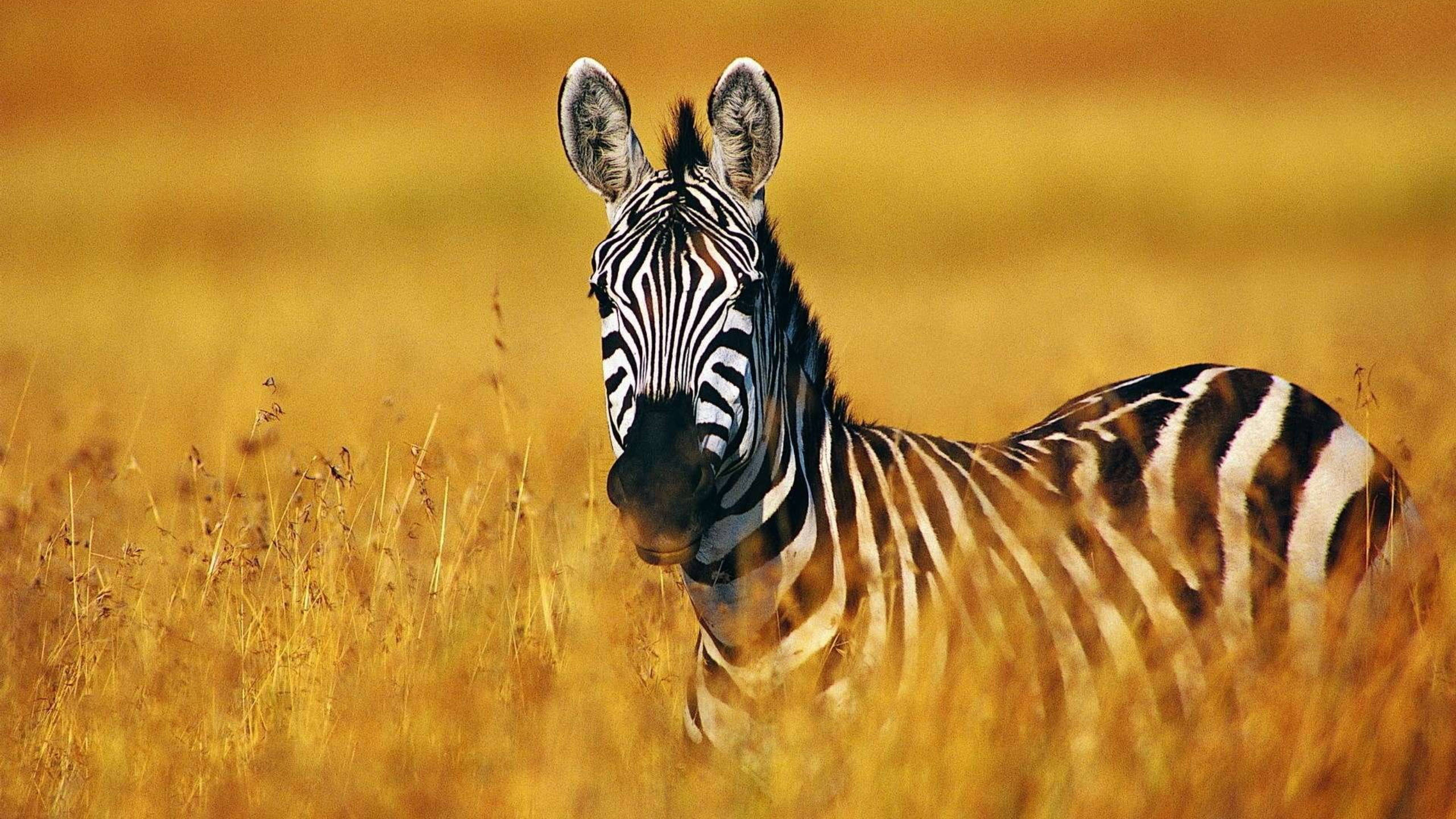Zebra 桌布 壁紙 — 斑馬在溫暖陽光下的金色草叢中警覺地站立，背景柔和模糊。