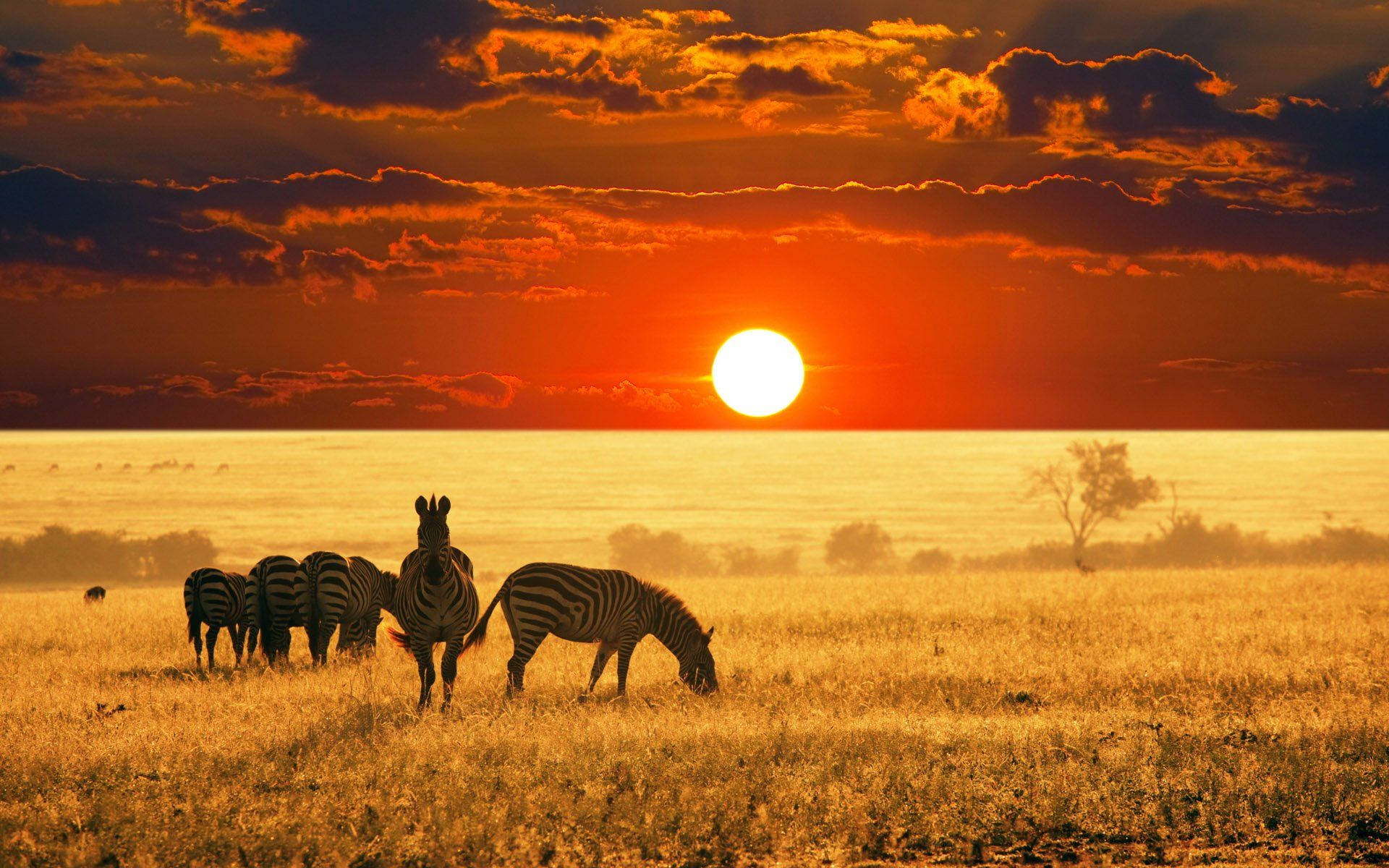 Namibia 桌布 壁紙 — 斑馬在金色草地上吃草，背景是熾熱的日落和戲劇性的橙色雲彩。