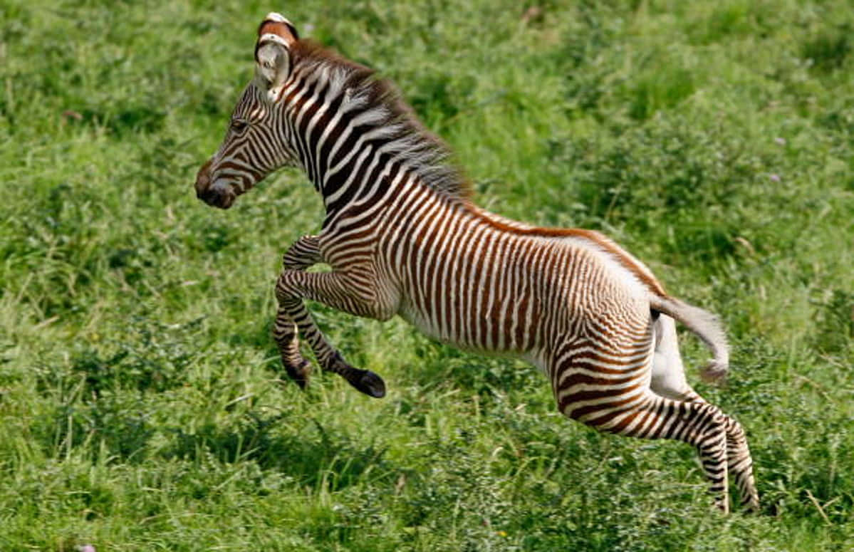 Zebra 桌布 壁紙 — 斑馬在陽光明媚的綠色草地上動態跳躍，動態模糊傳達了速度和能量。