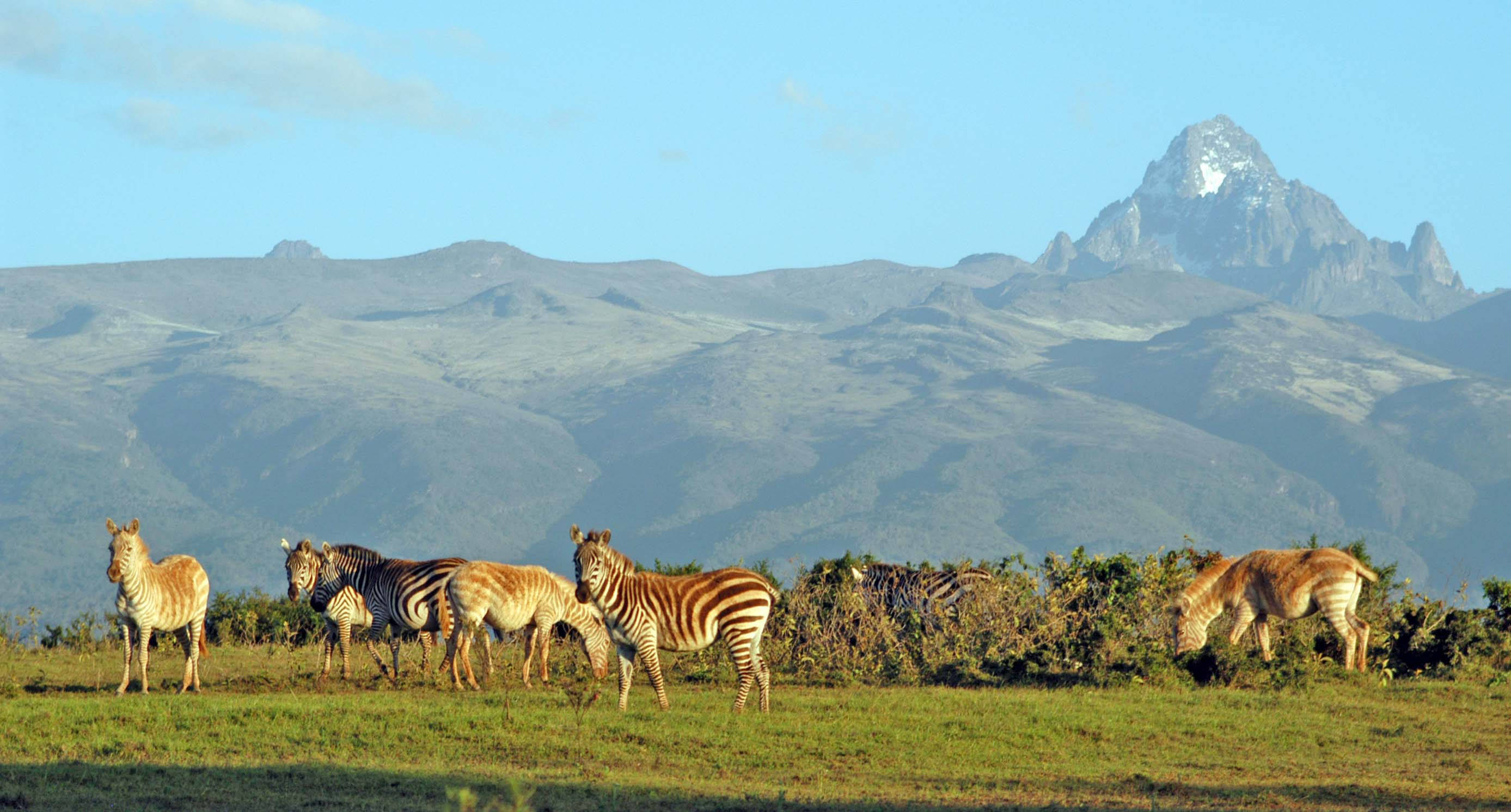 Kenya 桌布 壁紙 — 斑馬在陽光照耀的草地上吃草，背景是一座積雪的山峰雄偉地聳立。