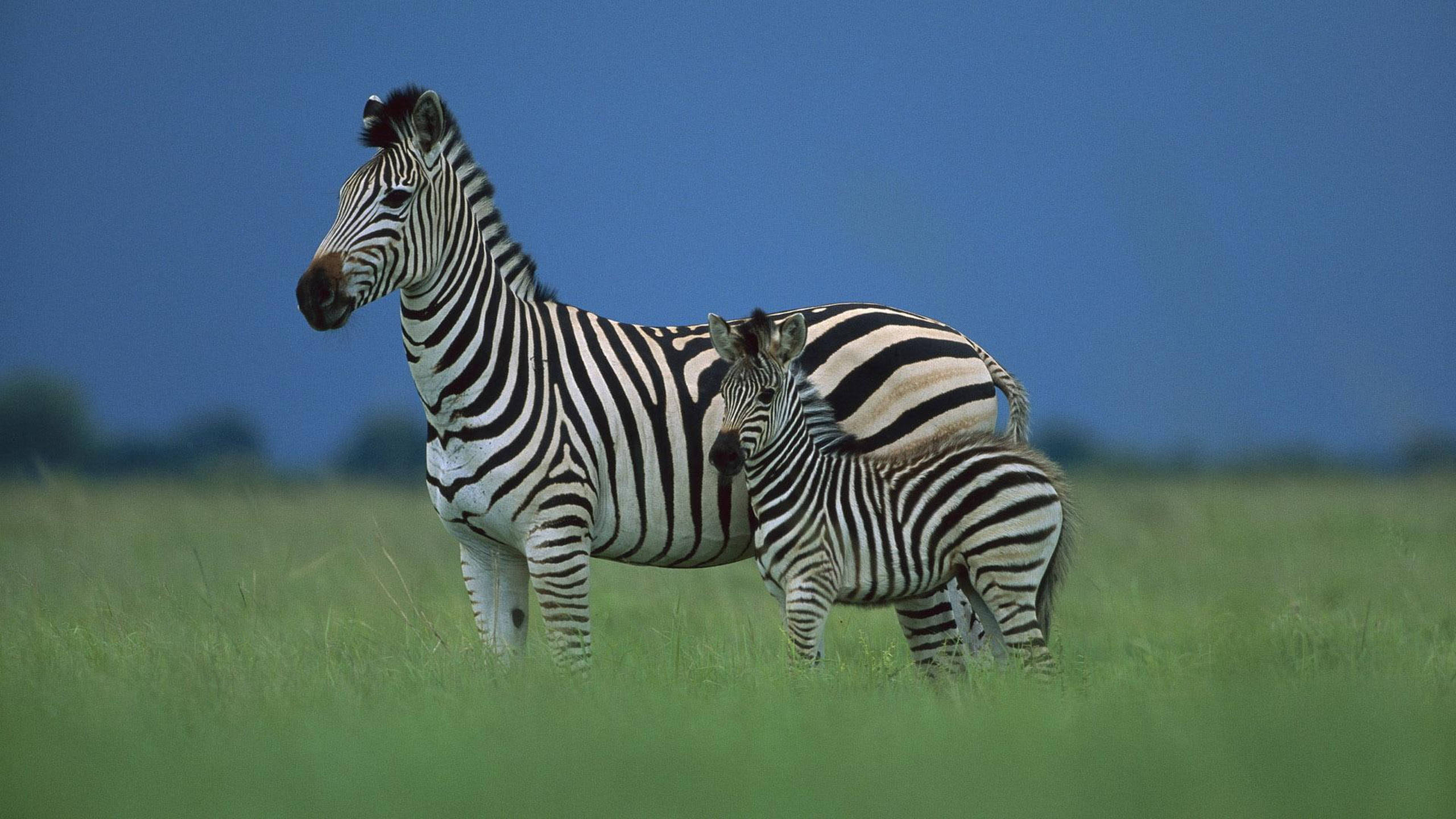 Zebra 桌布 壁紙 — 斑馬媽媽和她的幼崽一起站在深藍色天空下的草原上。