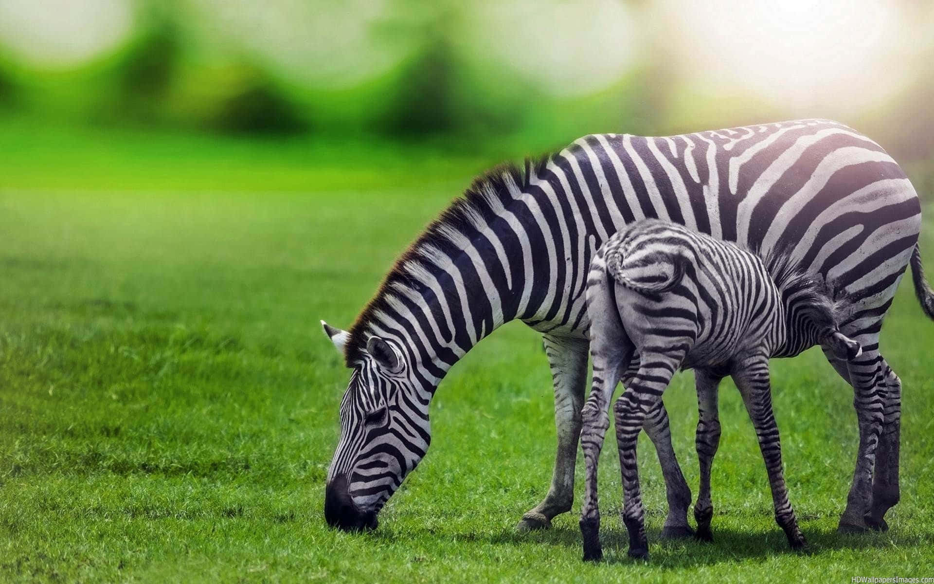 幼年動物 桌布 壁紙 — 斑馬媽媽和牠的小斑馬在柔和的陽光下，在茂盛的綠草地上平靜地吃草。