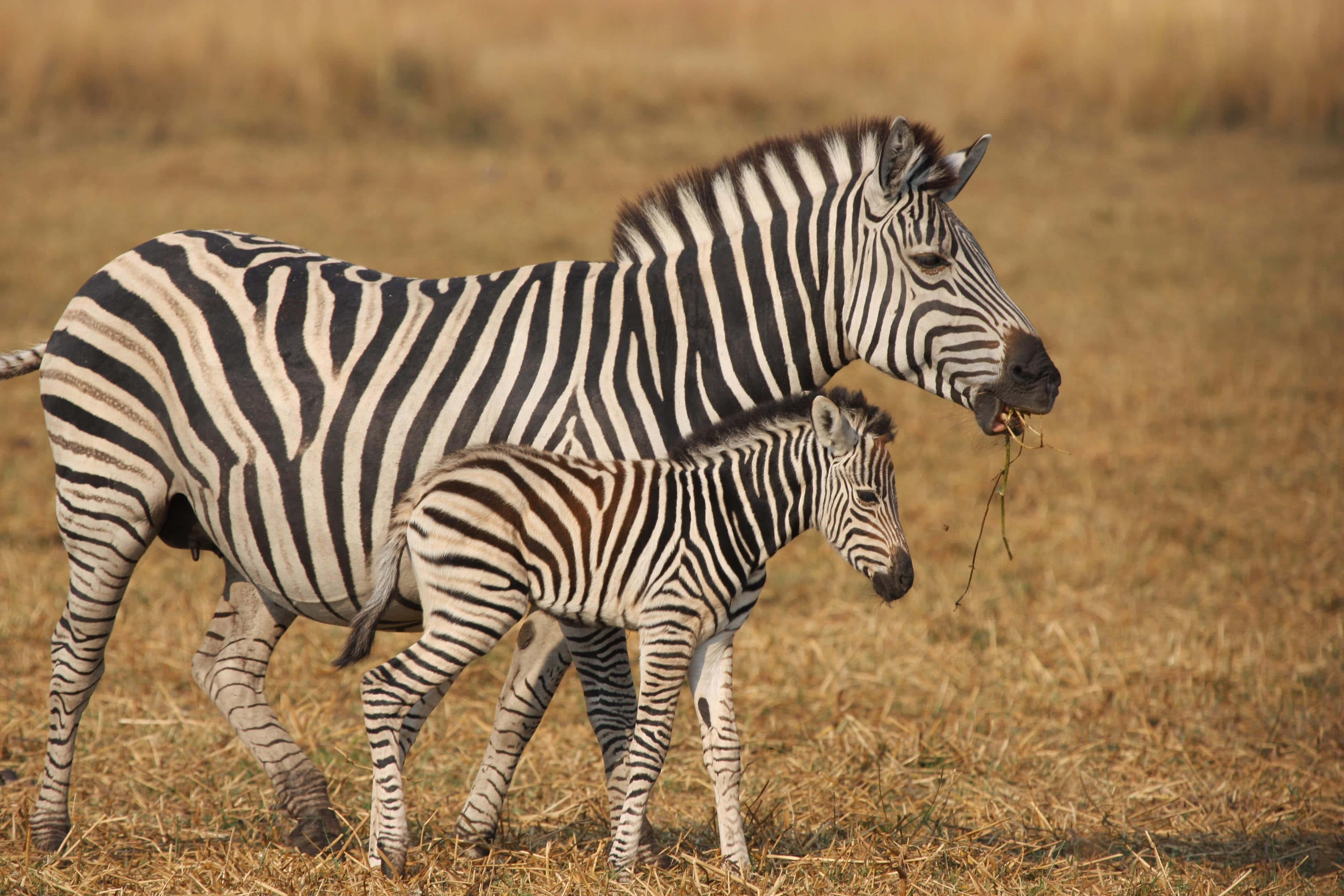 Zebra 桌布 壁紙 — 斑馬媽媽和牠的小斑馬在溫暖的陽光下一起走過乾燥的金色稀樹草原草地。